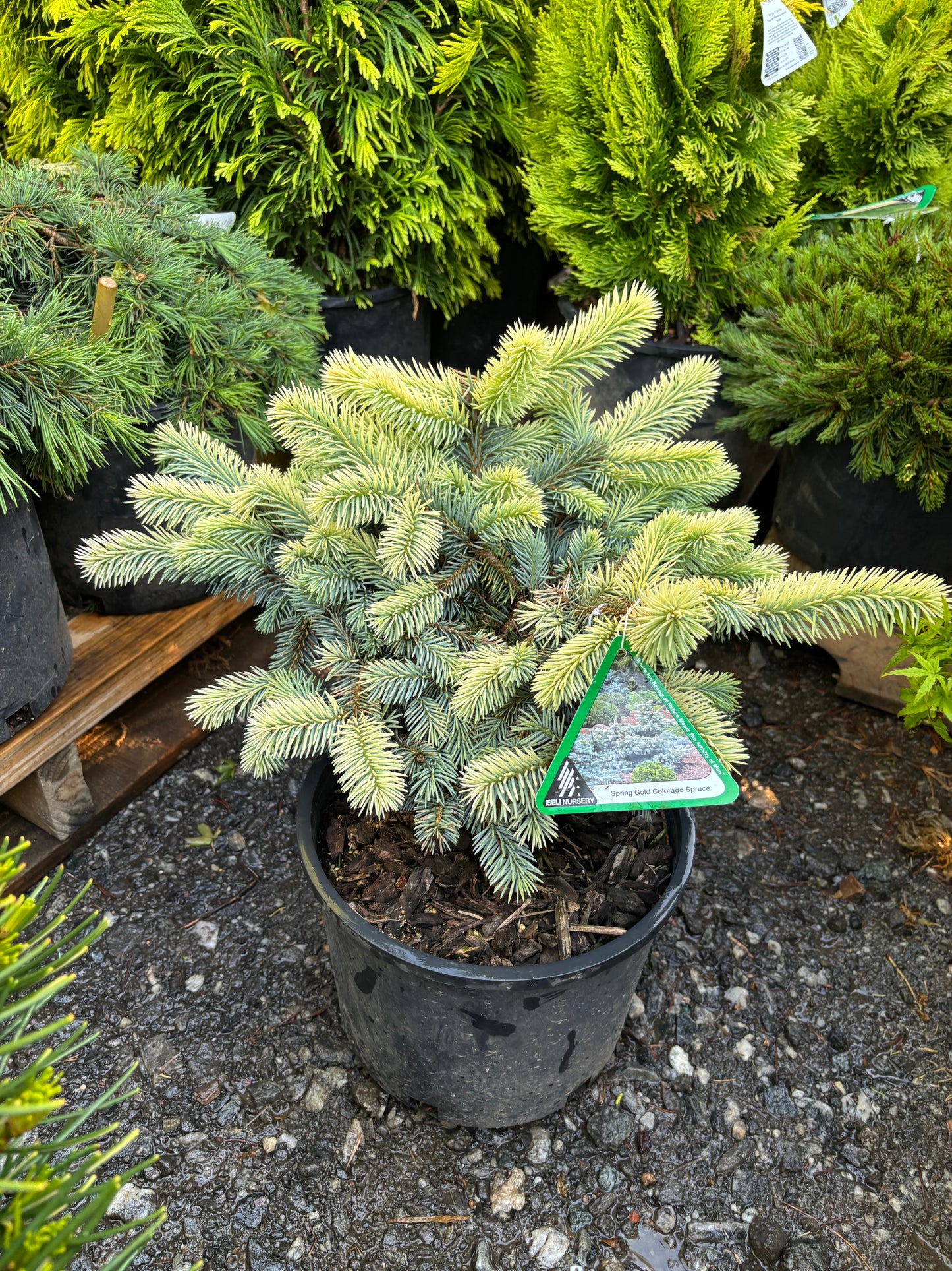 Picea pungens ‘Niemetz’ Spring Gold Colorado Blue Spruce