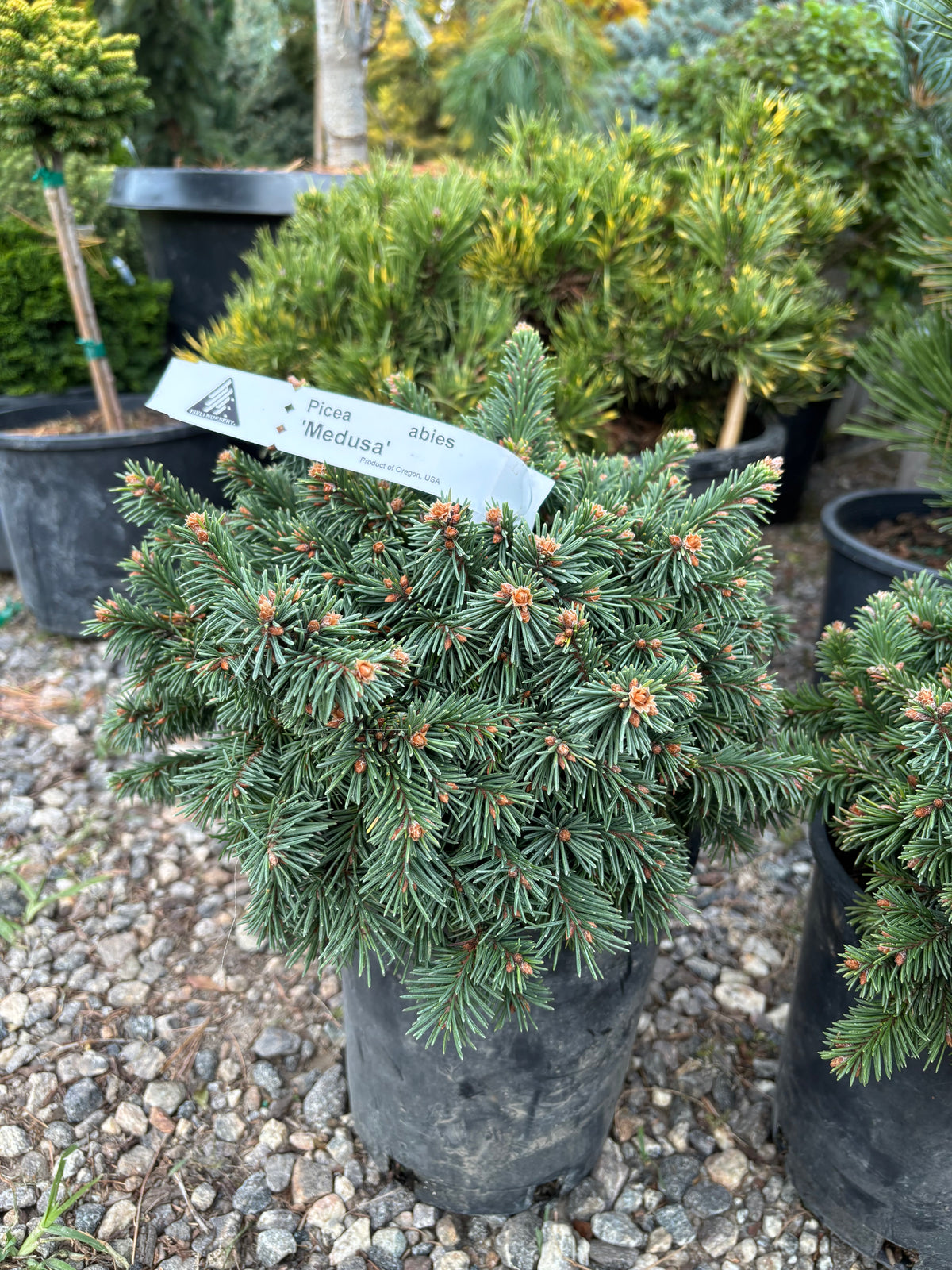 Picea abies 'Medusa'