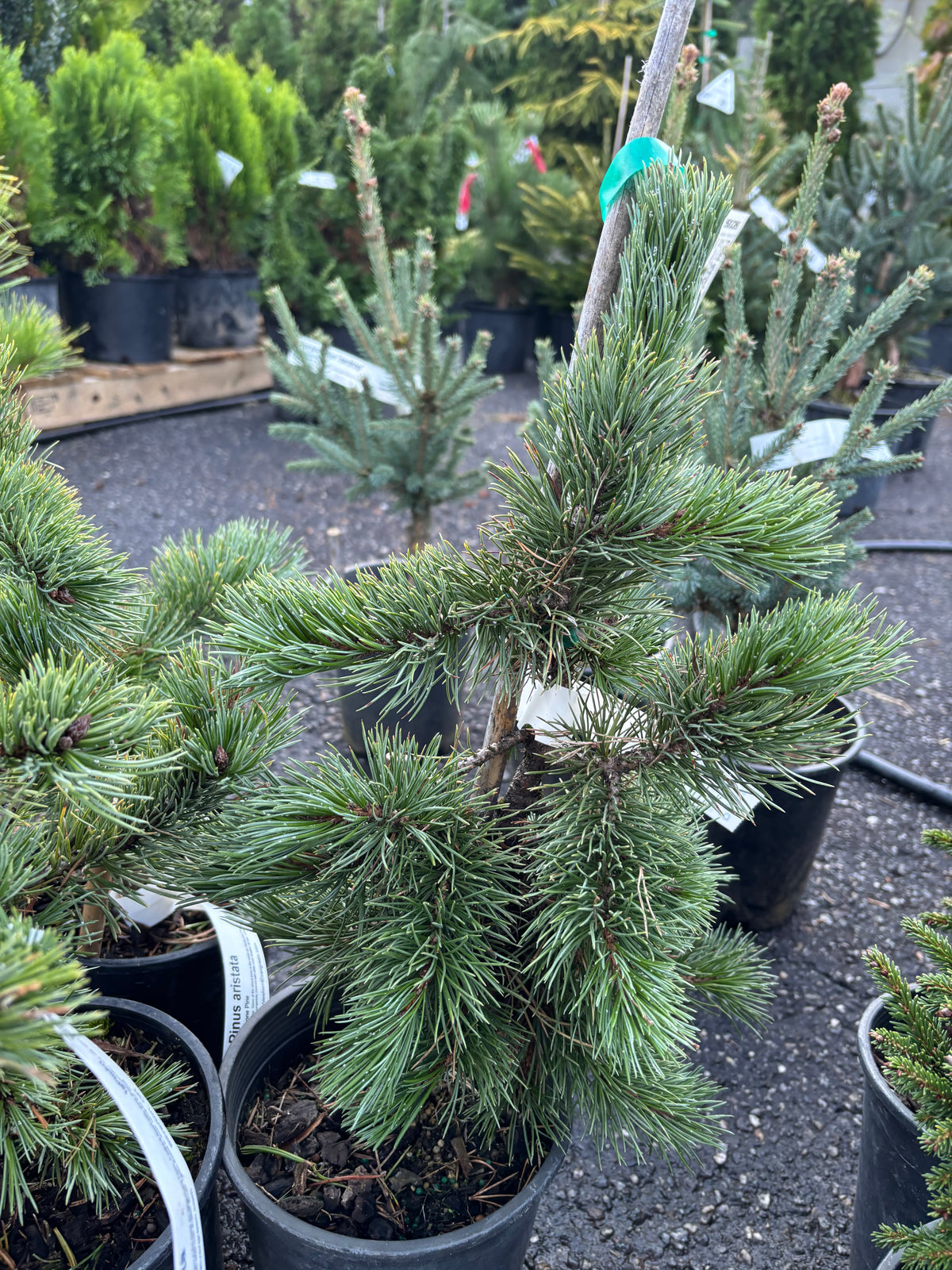 Pinus aristata Bristlecone pine (species)