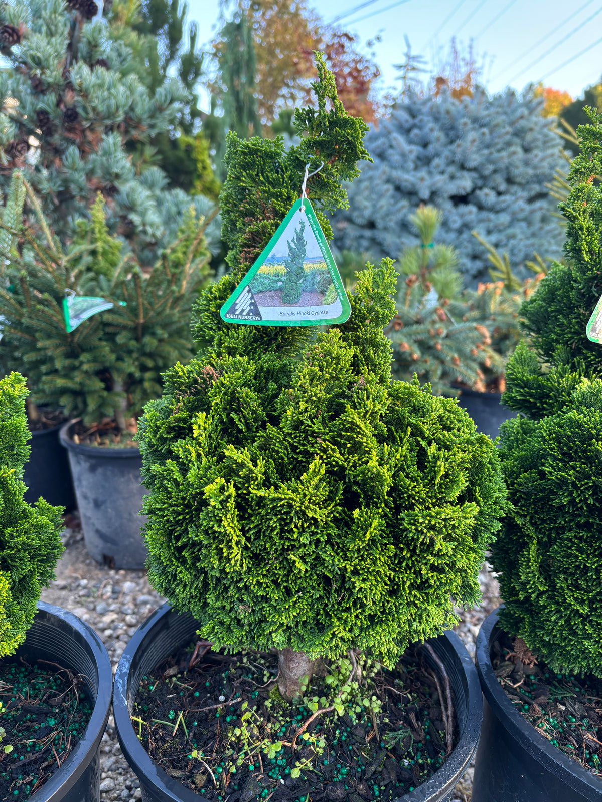 Chamaecyparis obtusa ‘Spiralis’