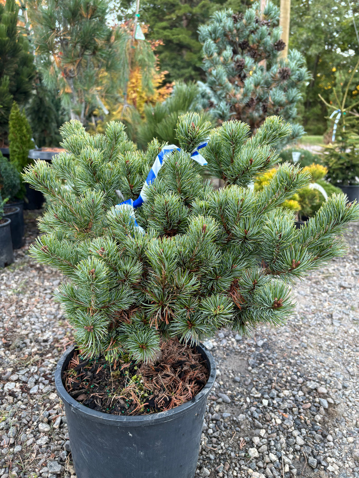 Pinus parviflora ‘Catherine Elizabeth’