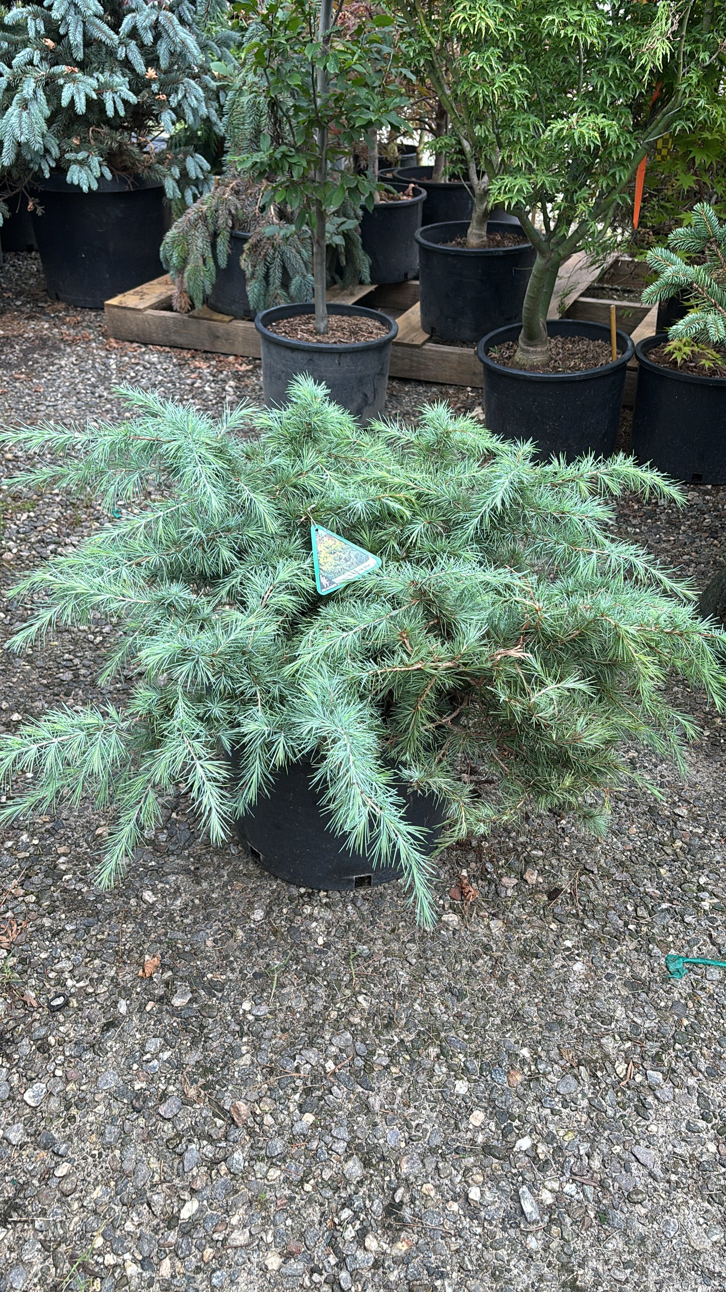 Cedrus deodora 'Snow Sprite'