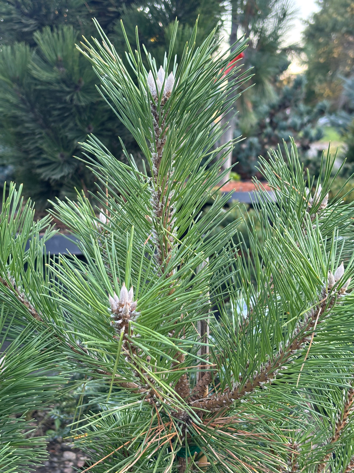 Pinus thunbergii 'Banshosho'