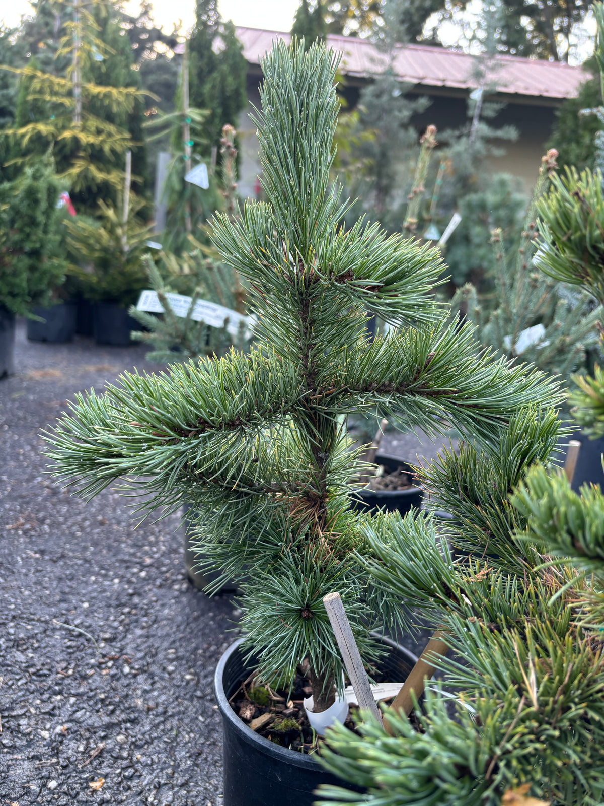 Pinus aristata Bristlecone pine (species)