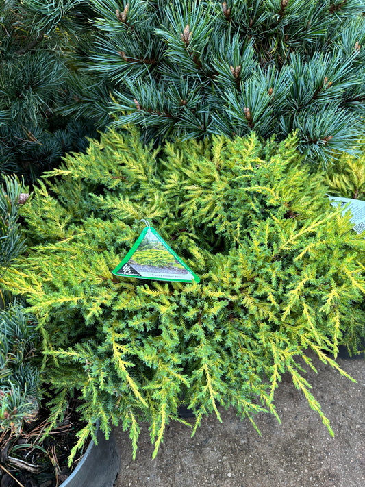 Daub’s Frosted Juniper