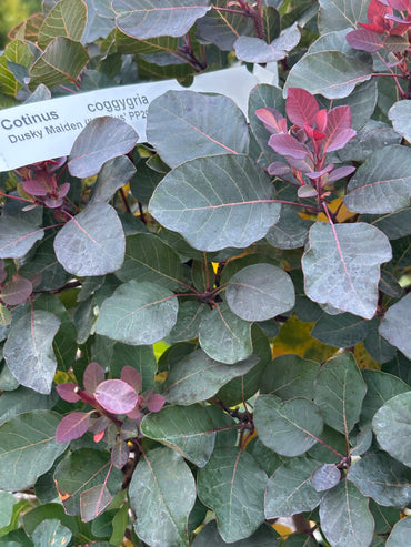 Dusky Maiden Smoke Bush (Cotinus coggygria)