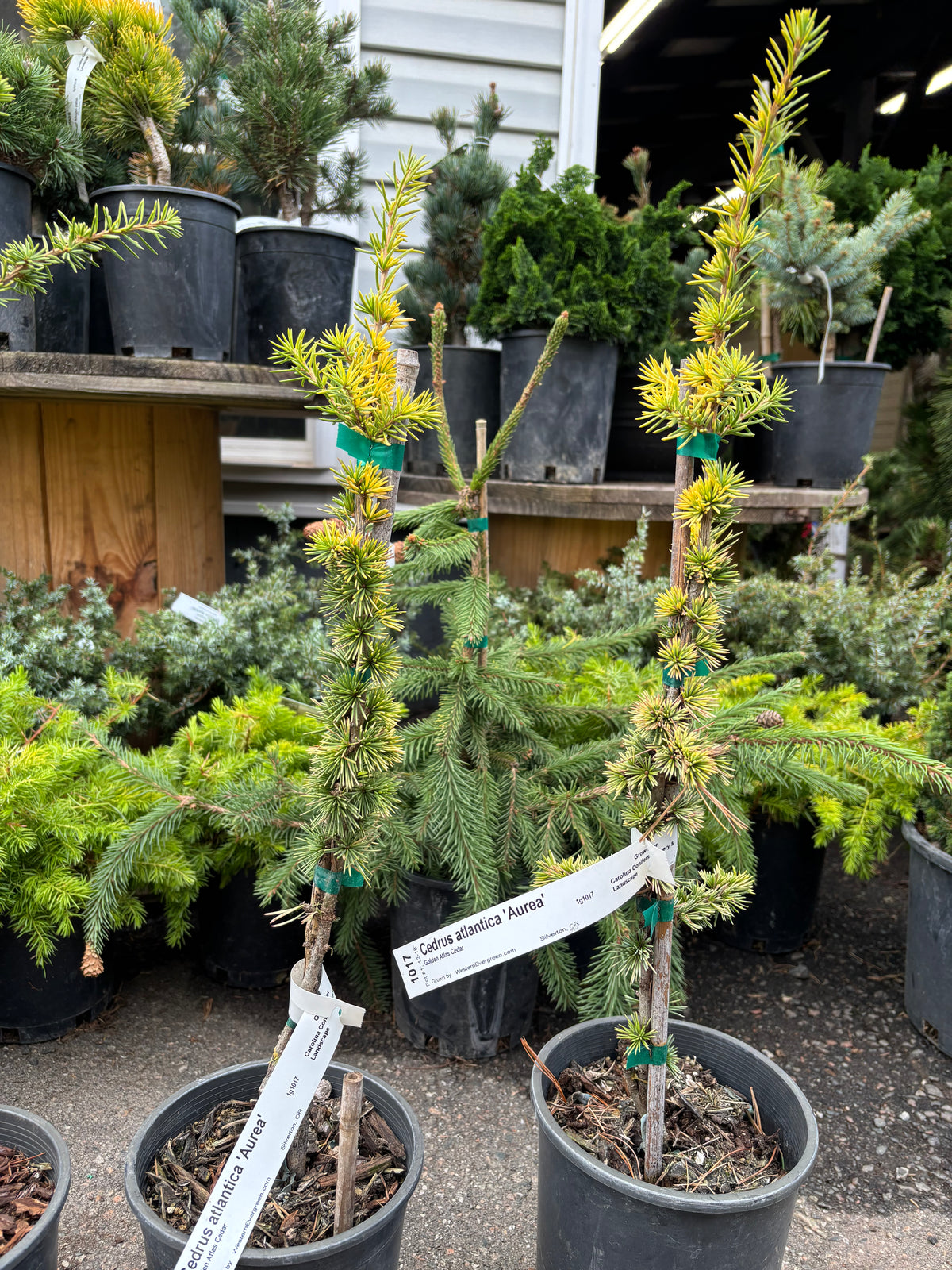 Cedrus atlantica ‘Aurea’