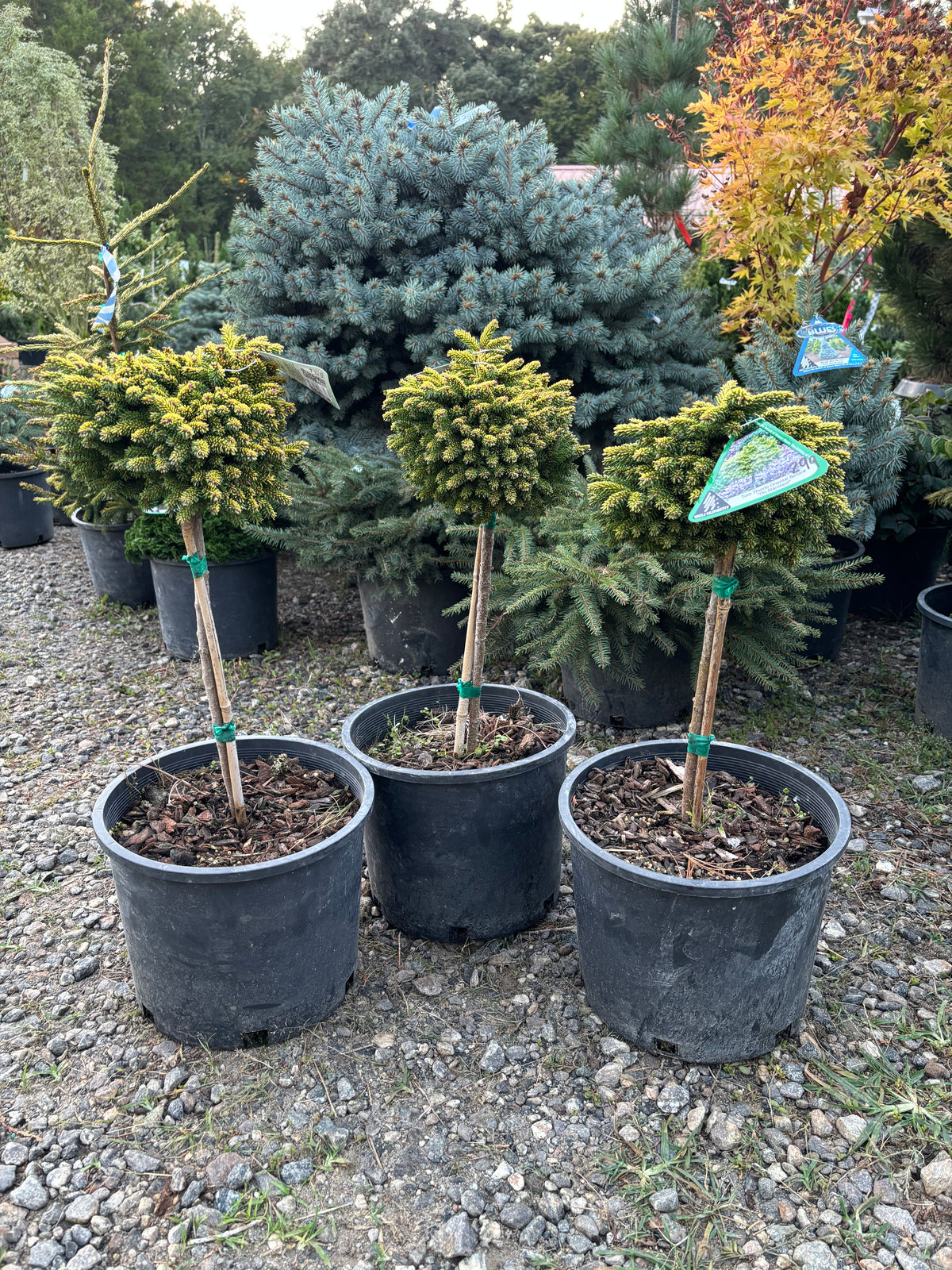 Picea orientalis ‘Tom Thumb’