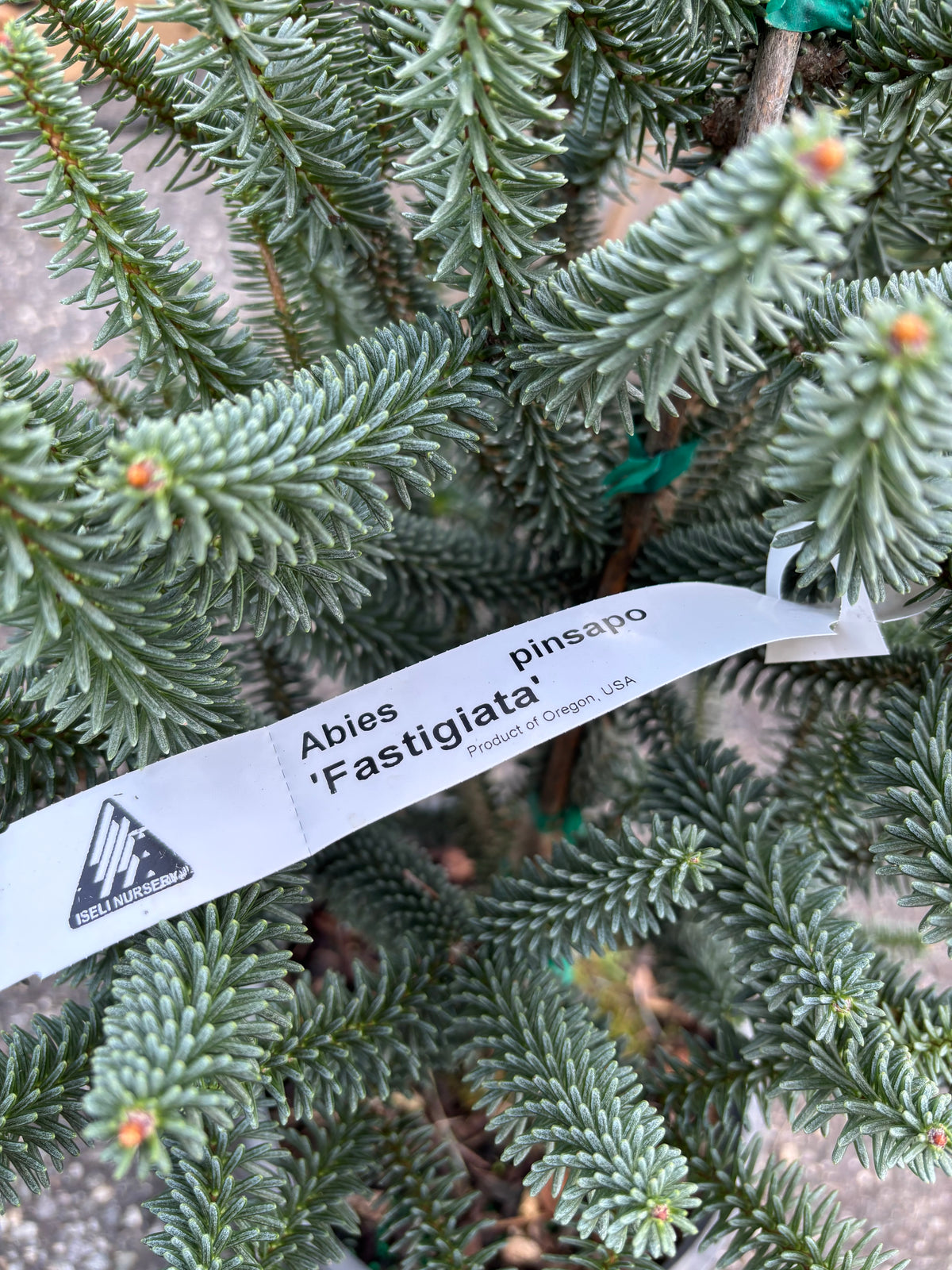 Columnar Spanish Fir