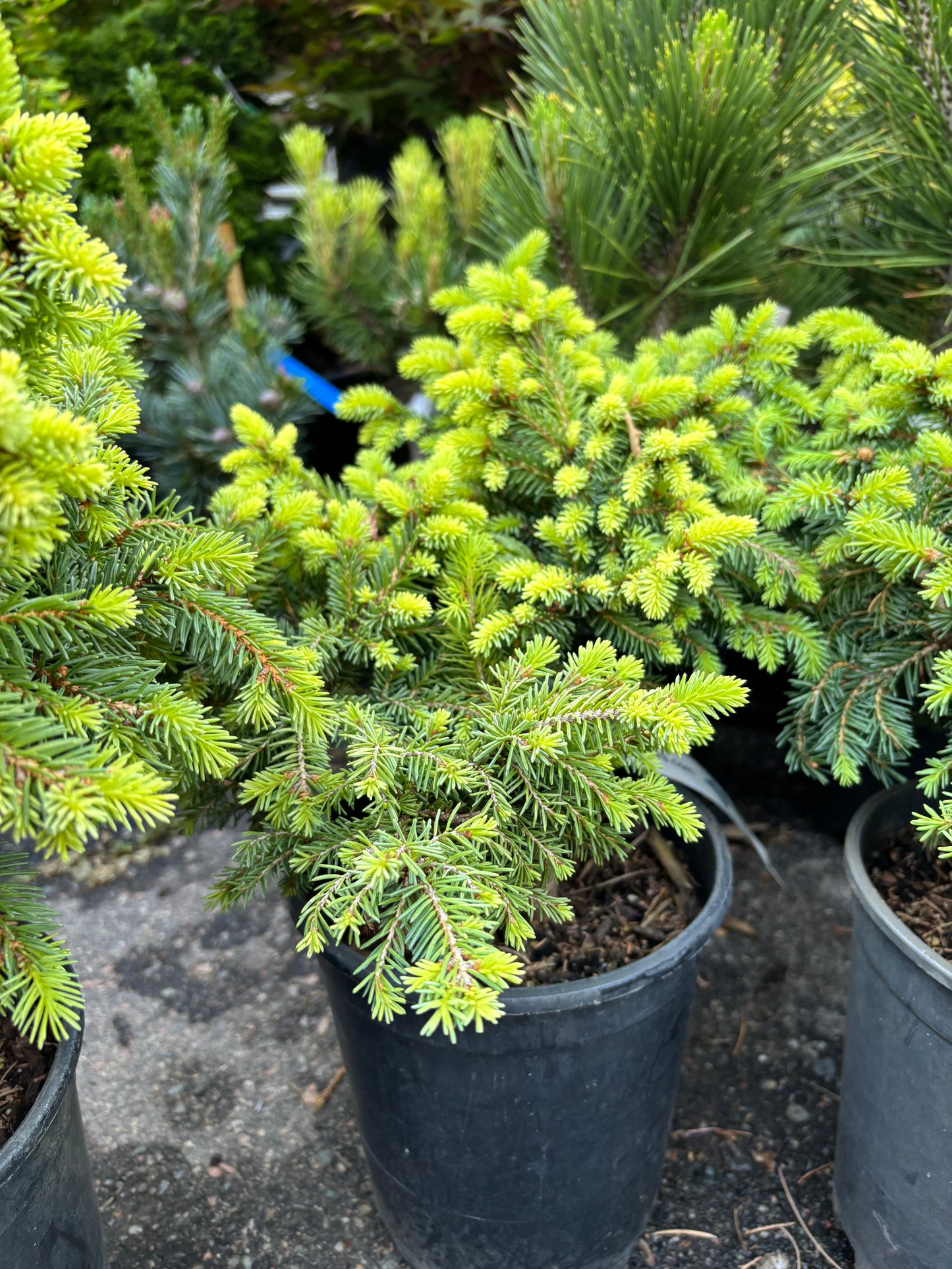 Picea abies ‘Kellerman’s Blue Cameo’