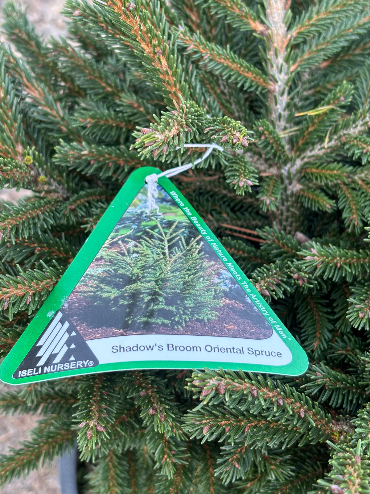 Picea orientalis ‘Shadow Broom’