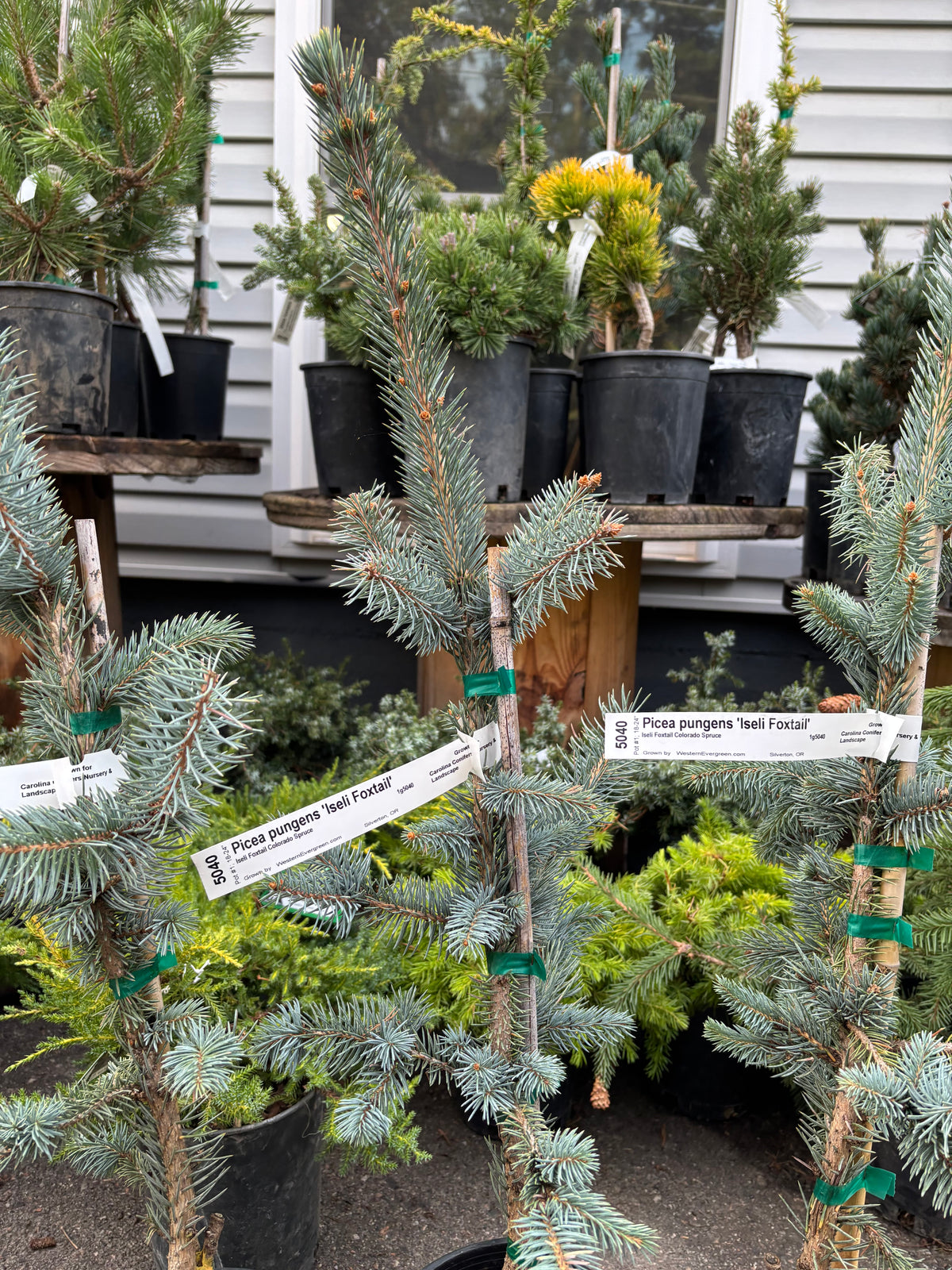 Picea pungens ‘Iseli Foxtail’