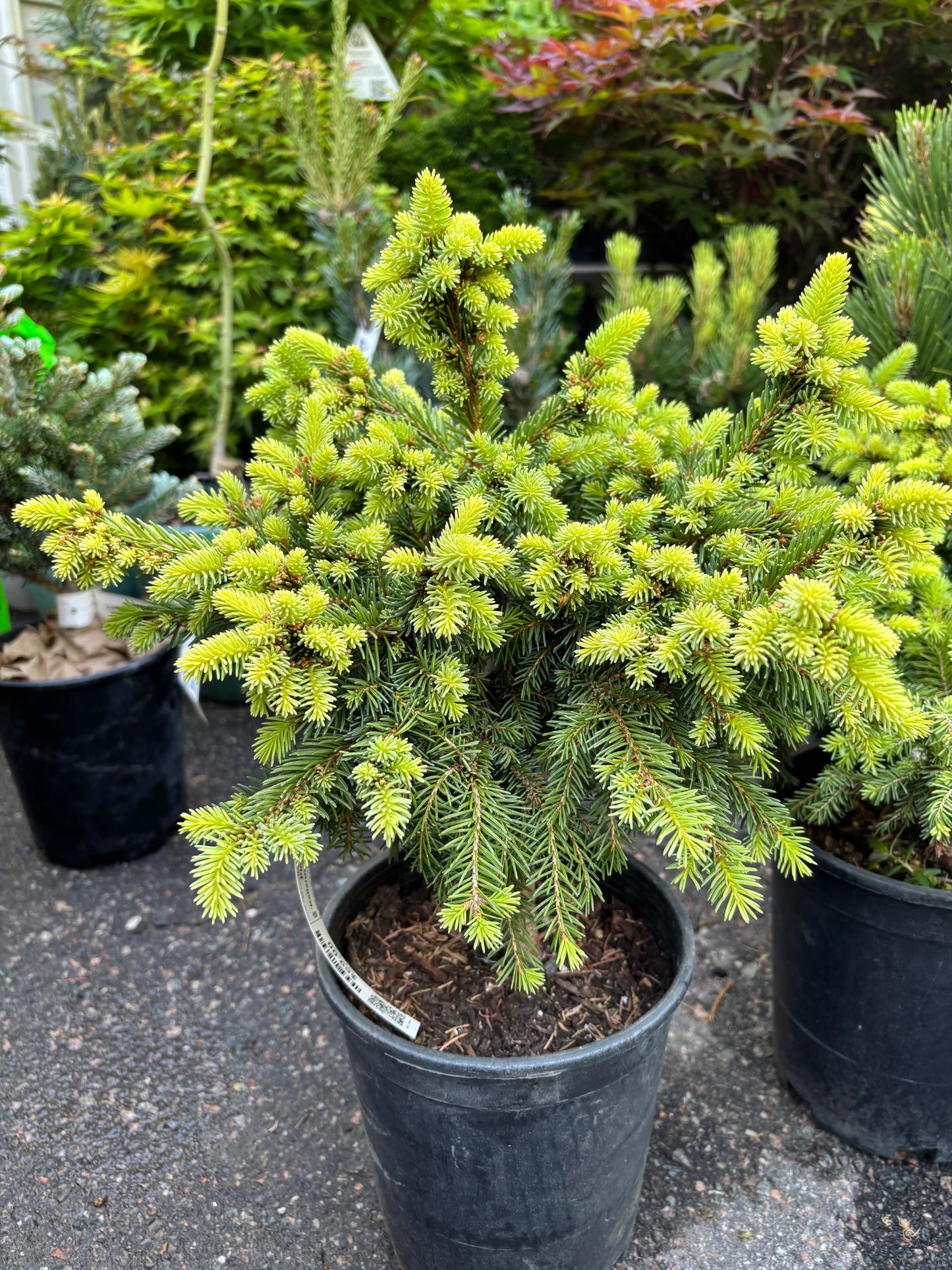 Picea abies ‘Kellerman’s Blue Cameo’
