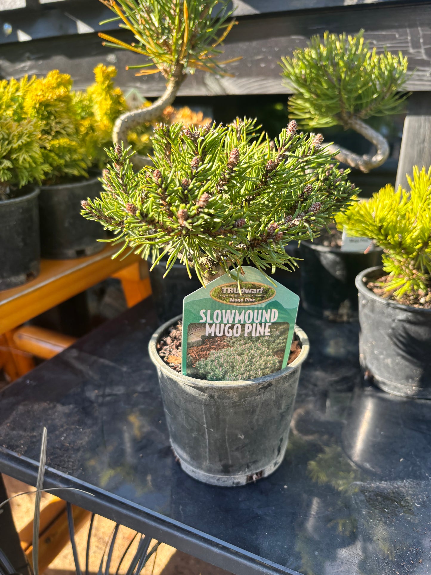 Pre bonsai pine package 4 count