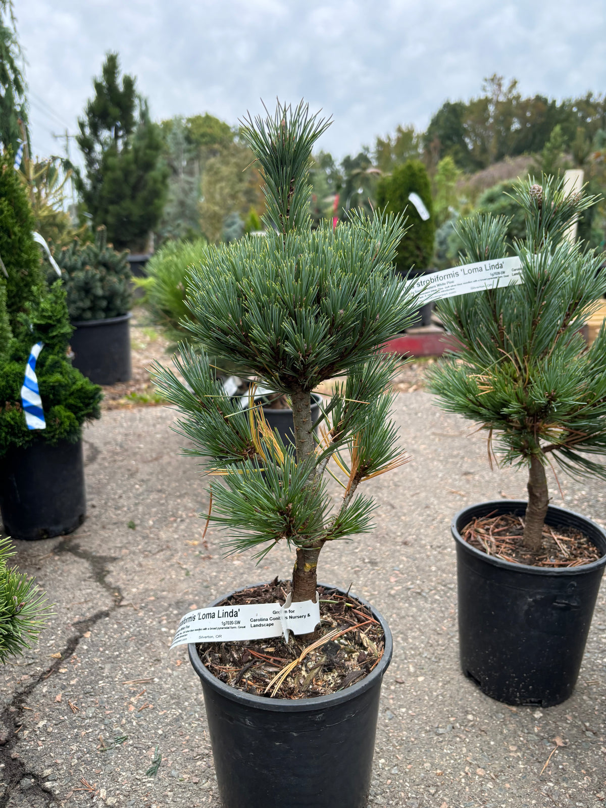Pinus strobiformis ‘Loma Linda’