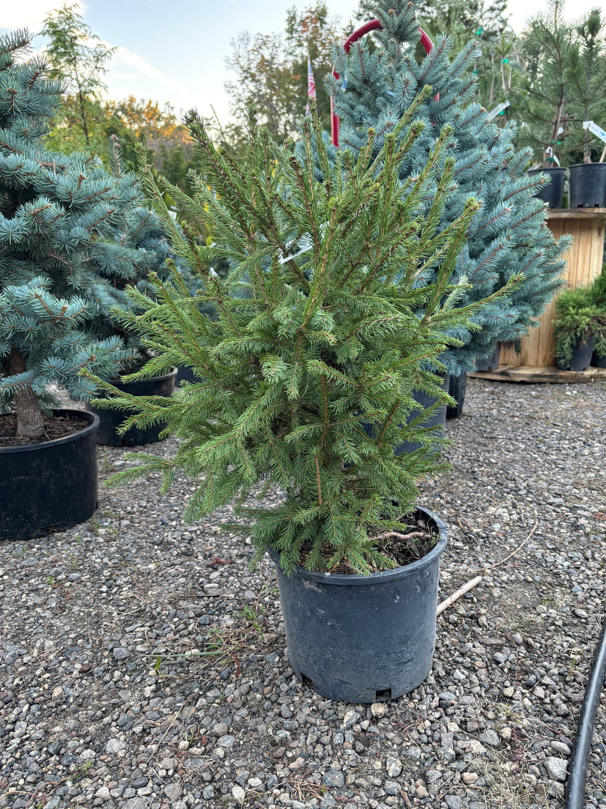 Picea abies ‘Blaze’