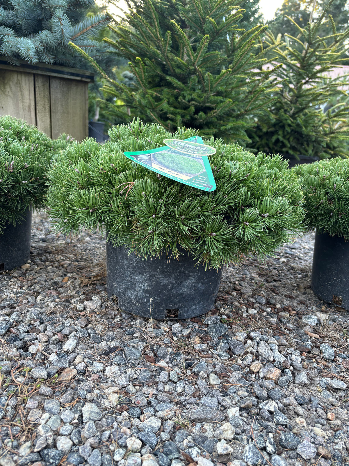 Pinus mugo Pesto®