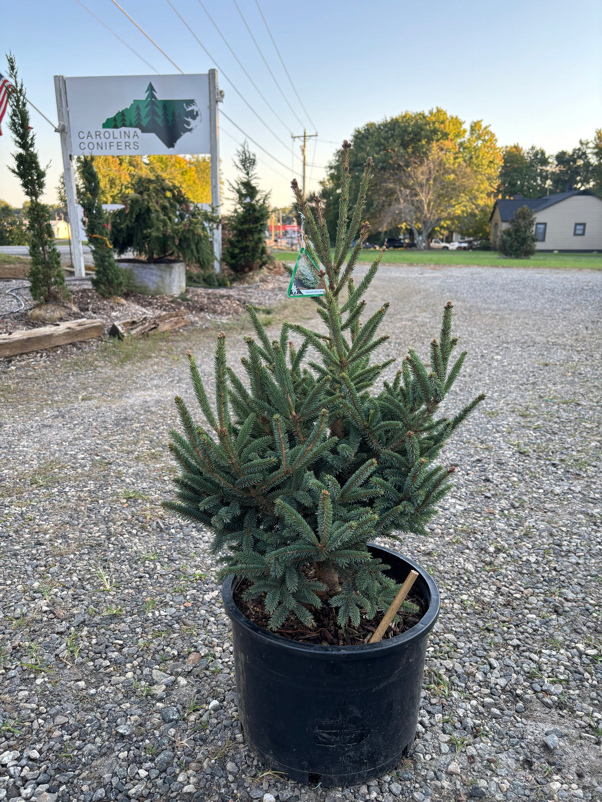 Picea glauca ‘Spring Sunshine
