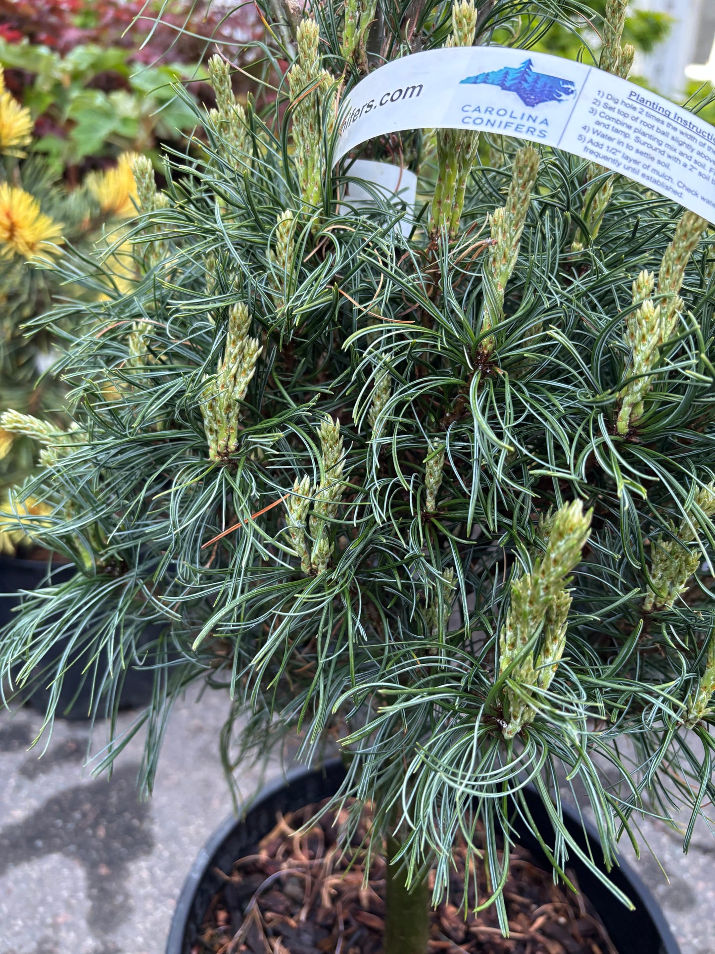 Pinus strobus 'Tiny Kurls'
