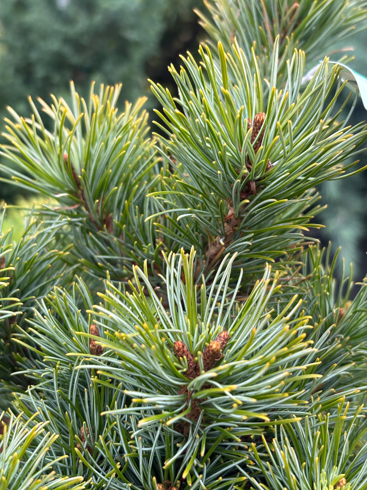 Pinus parviflora ‘Catherine Elizabeth’