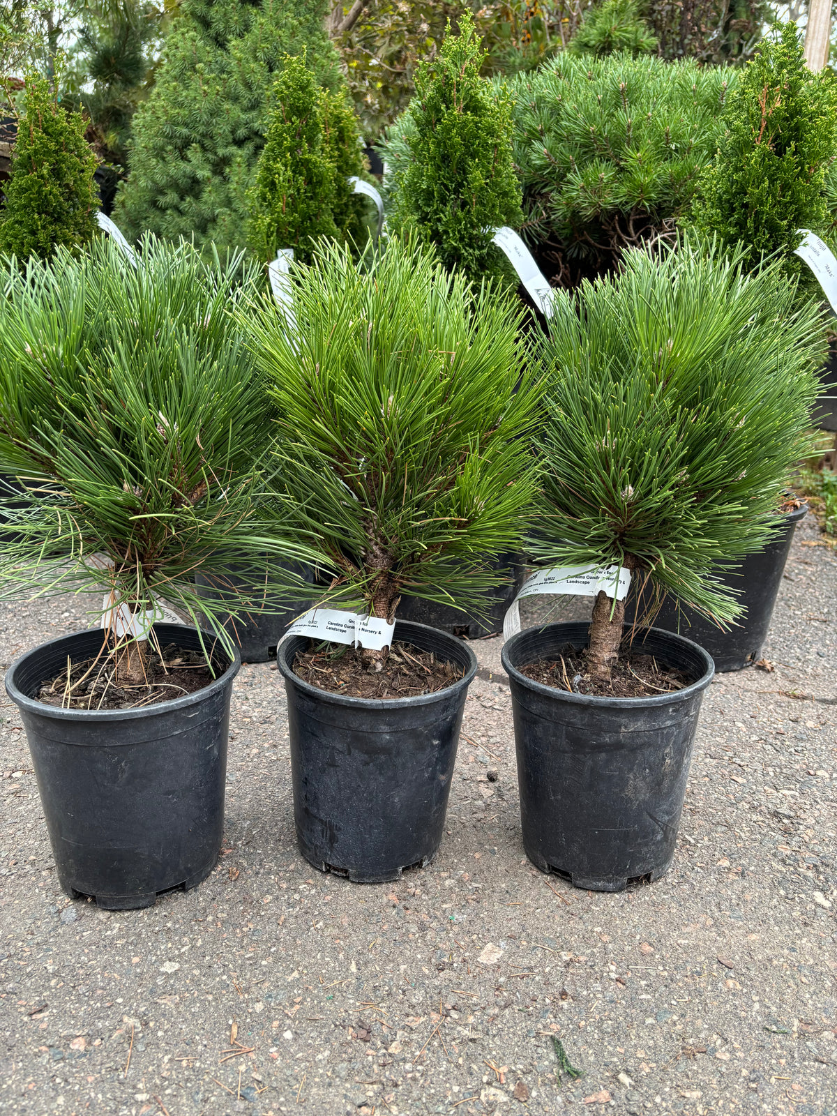 Pinus nigra ‘Black Prince’