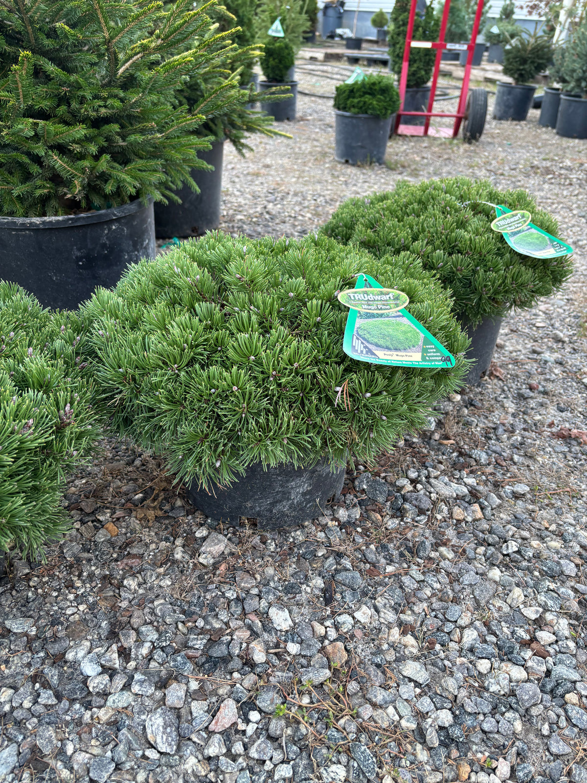 Pinus mugo Pesto®
