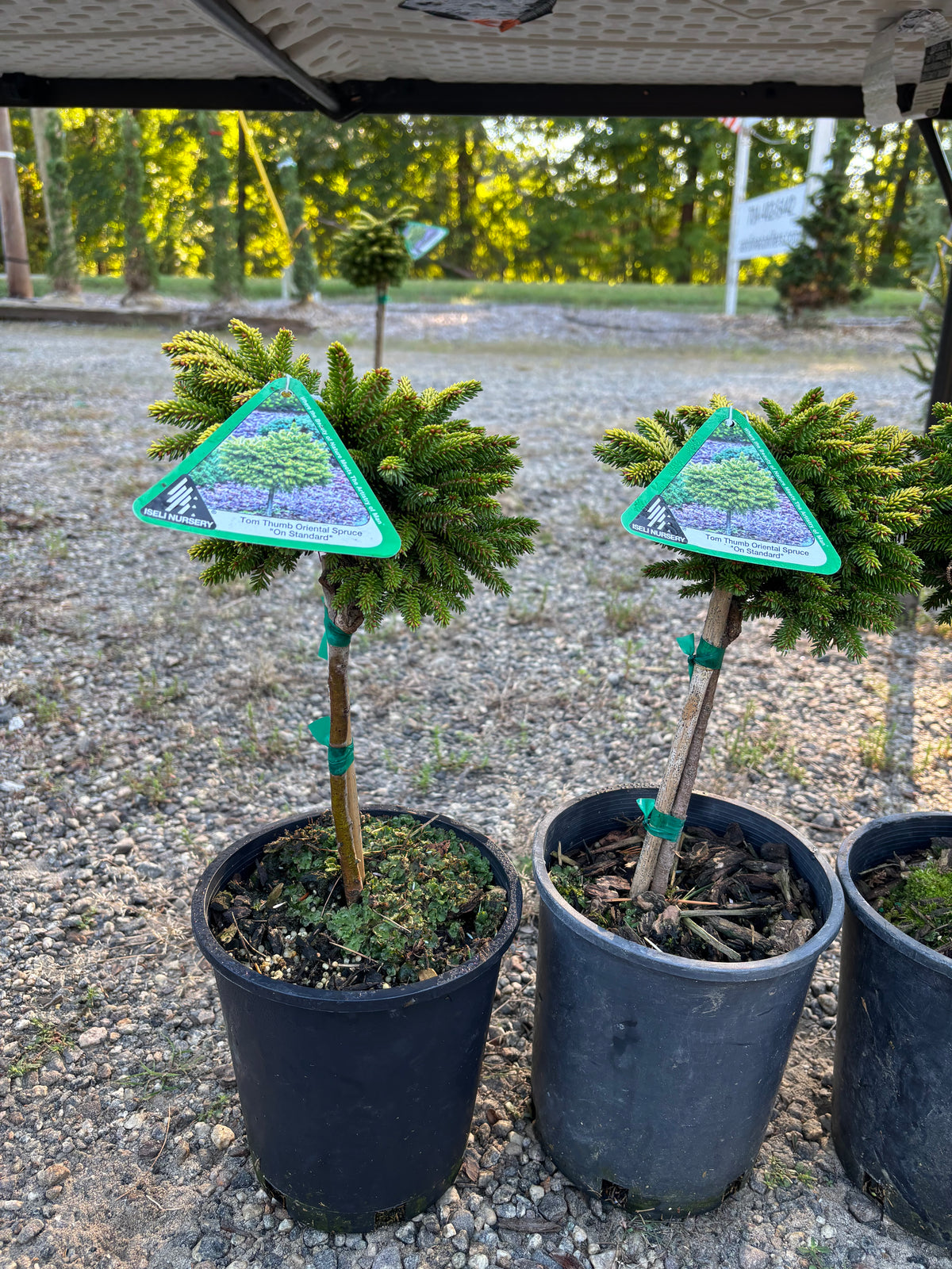 Picea orientalis ‘Tom Thumb’
