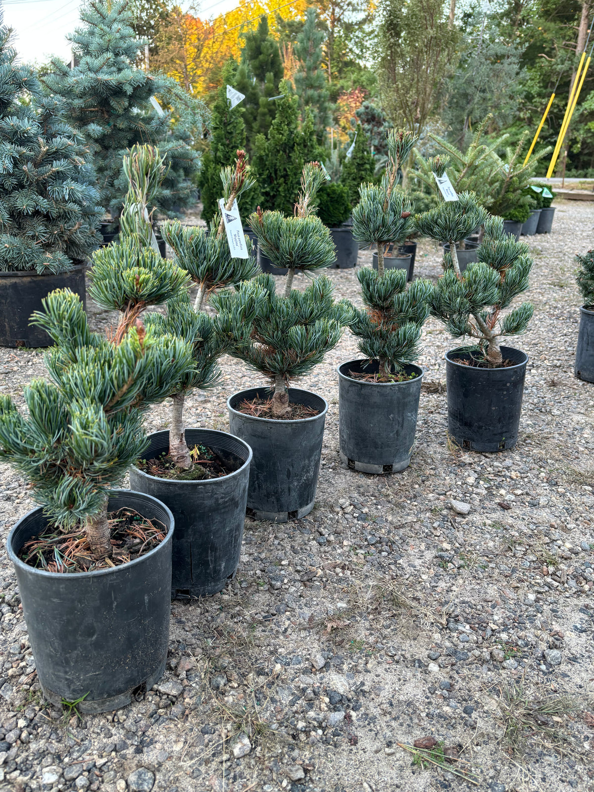 Pinus parviflora ‘Miyajima’