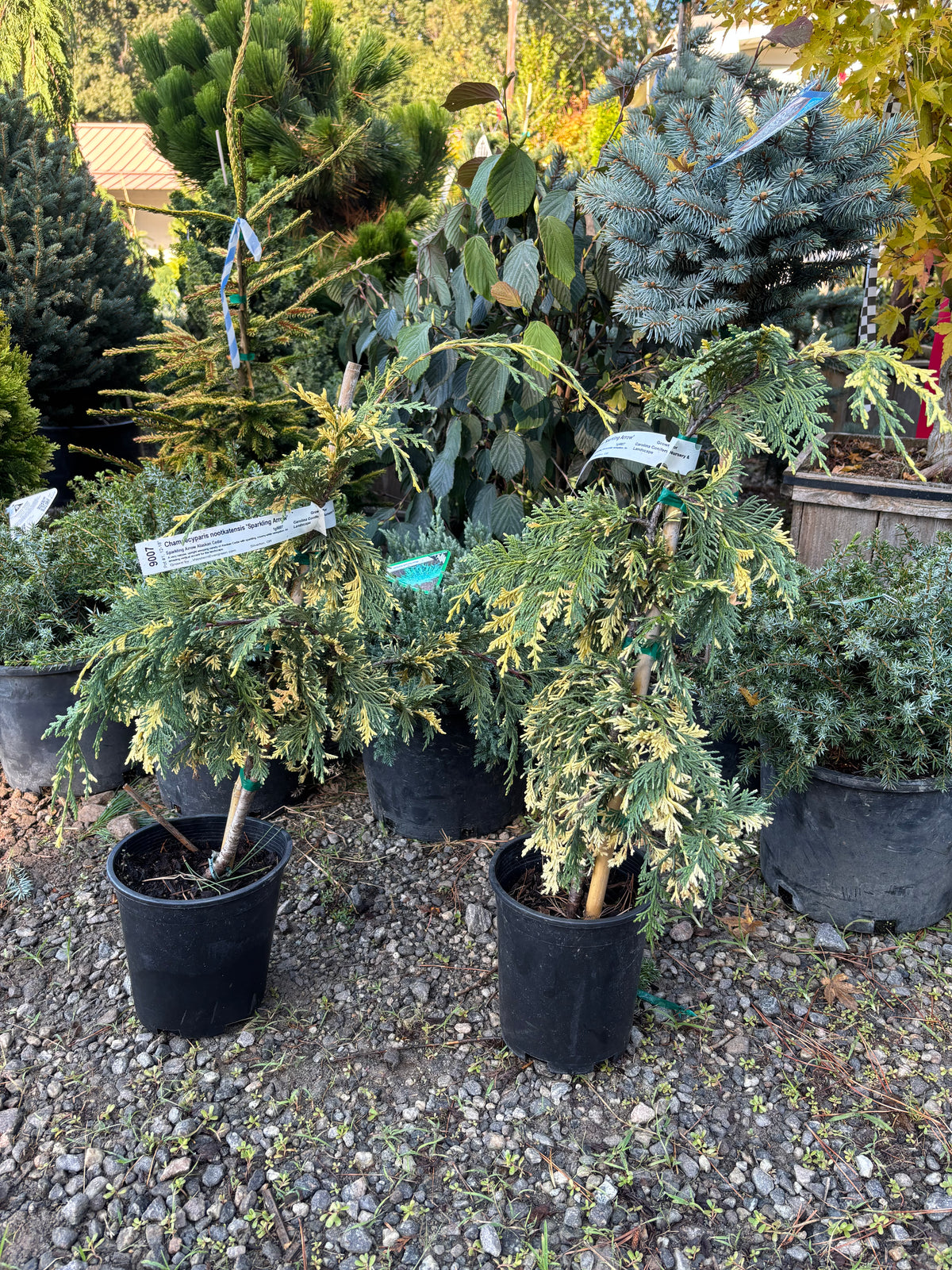 Chamaecyparis nootkatensis 'Sparkling Arrow'