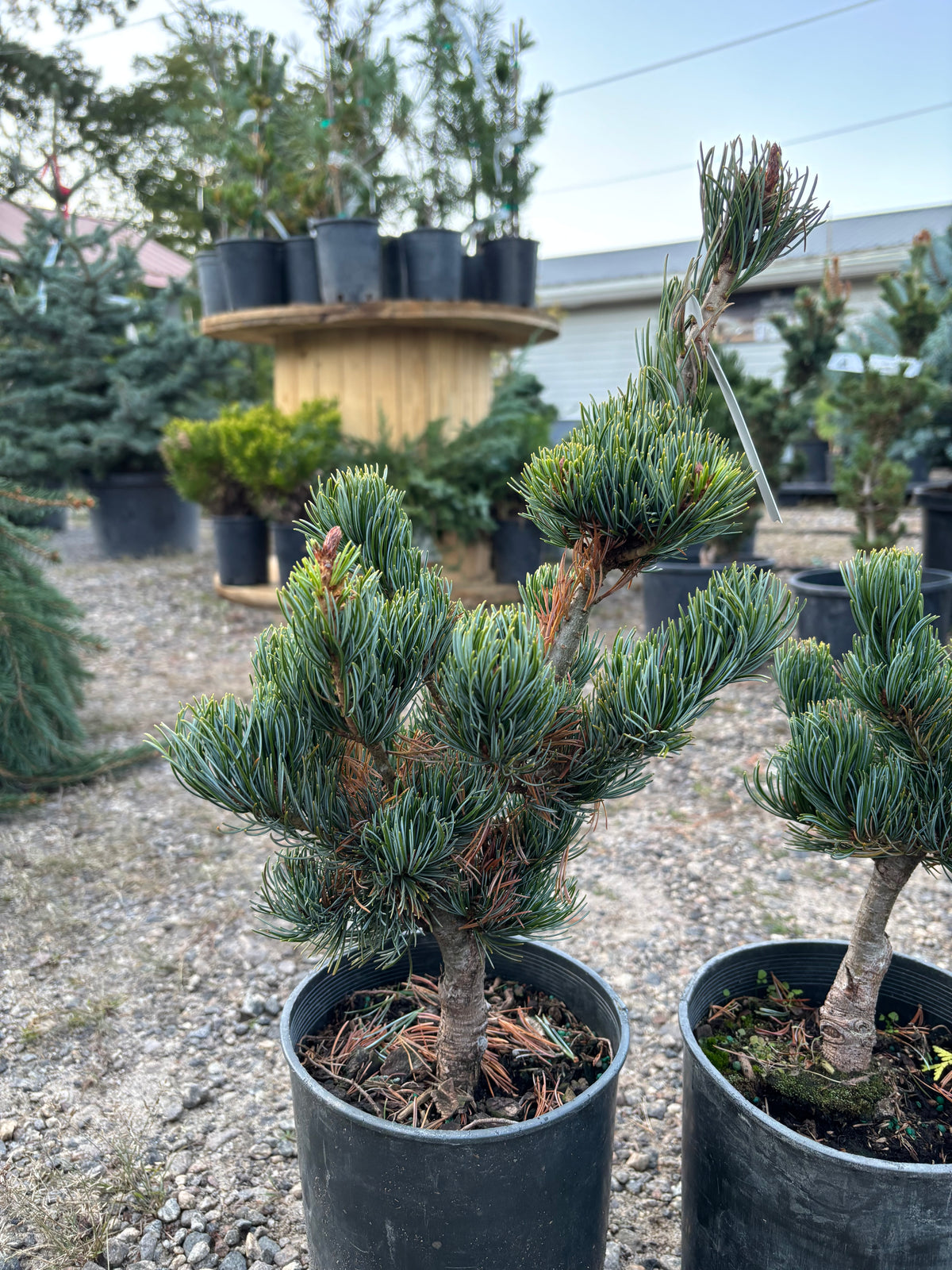 Pinus parviflora ‘Miyajima’