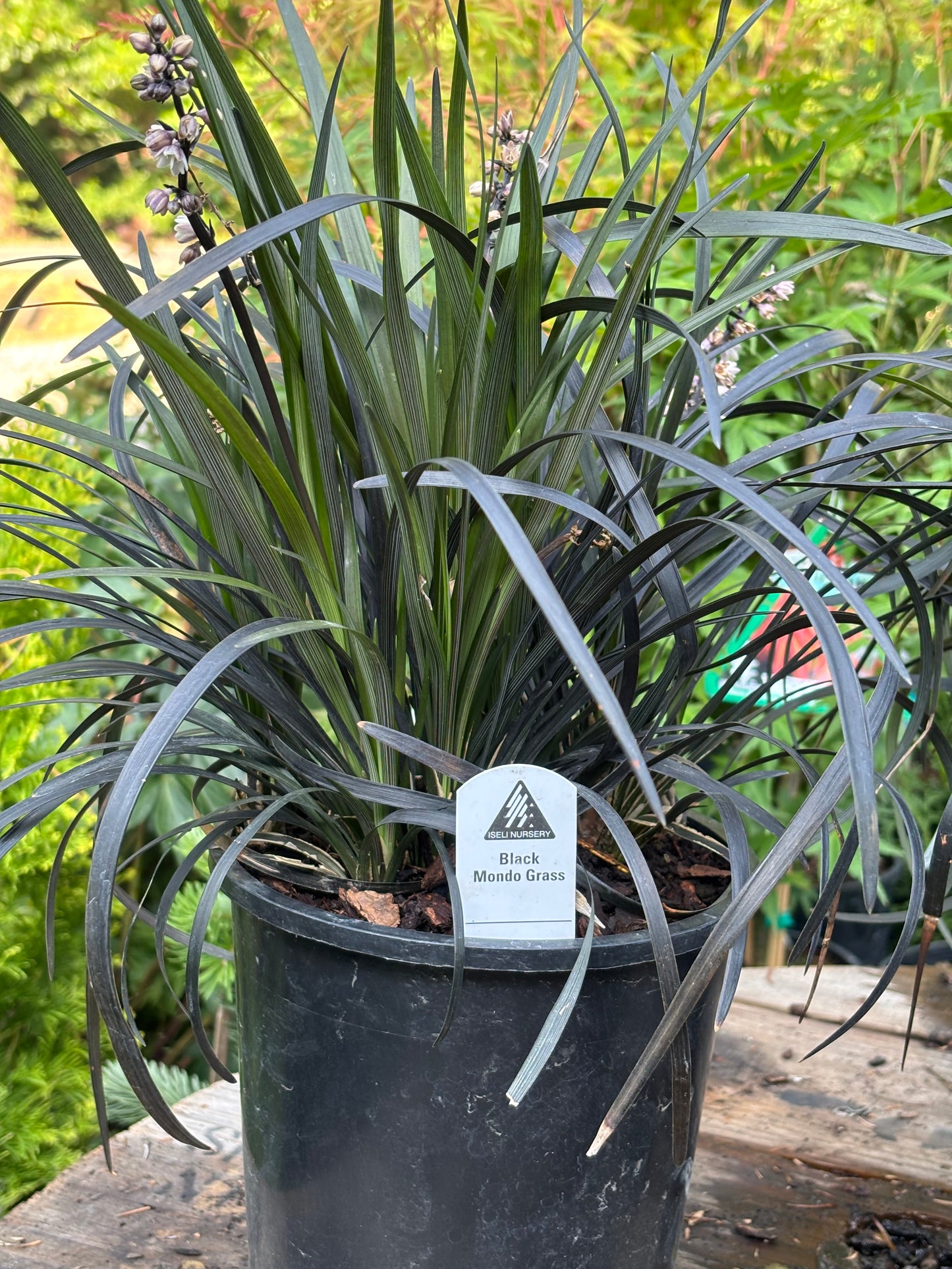 Black Mondo Grass Ophiopogon planiscapus ‘Nigrescens’