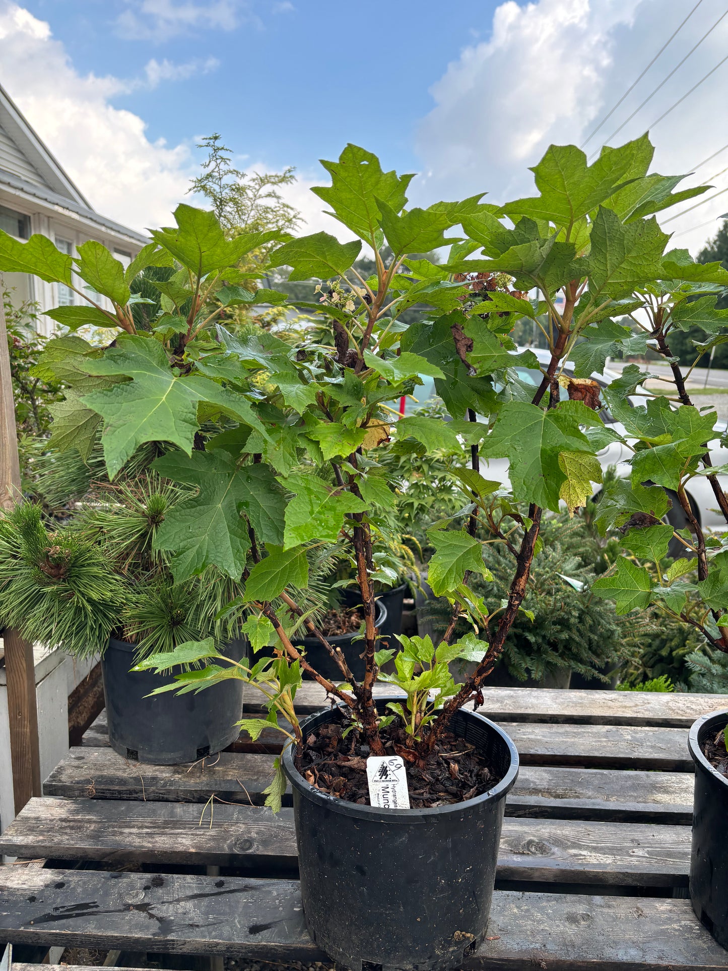 Munchkin Oakleaf Hydrangea