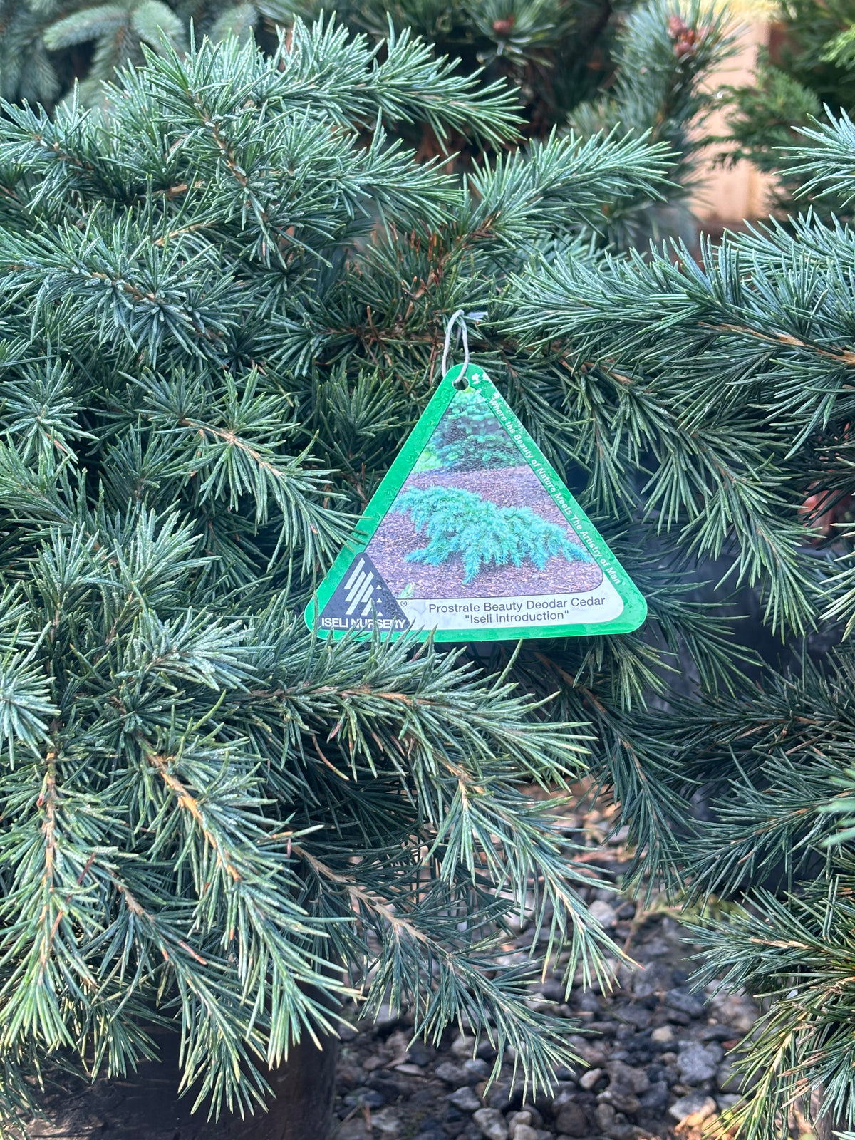 Cedrus deodara 'Prostrate Beauty'