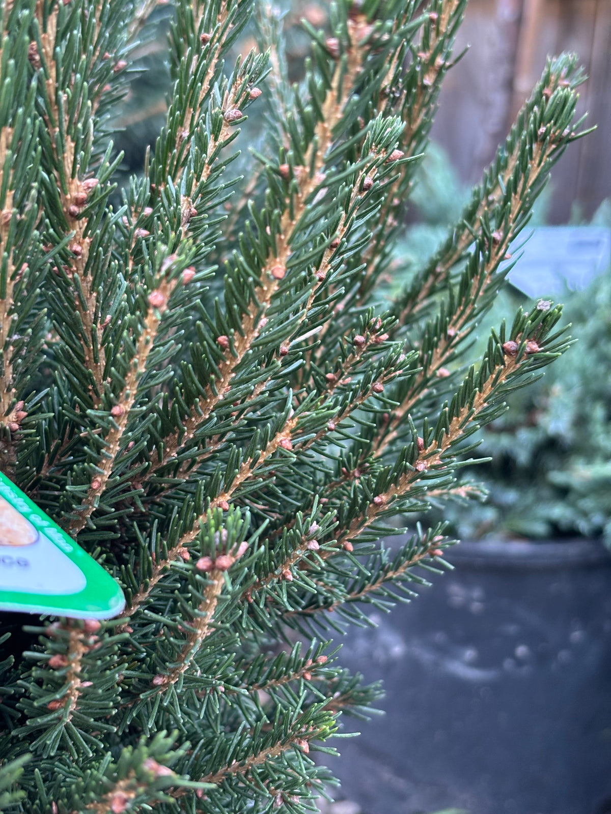 Tidy Timm Oriental Spruce