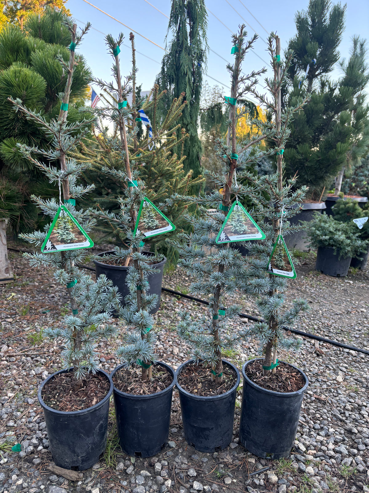 Horstmann Atlas Cedar