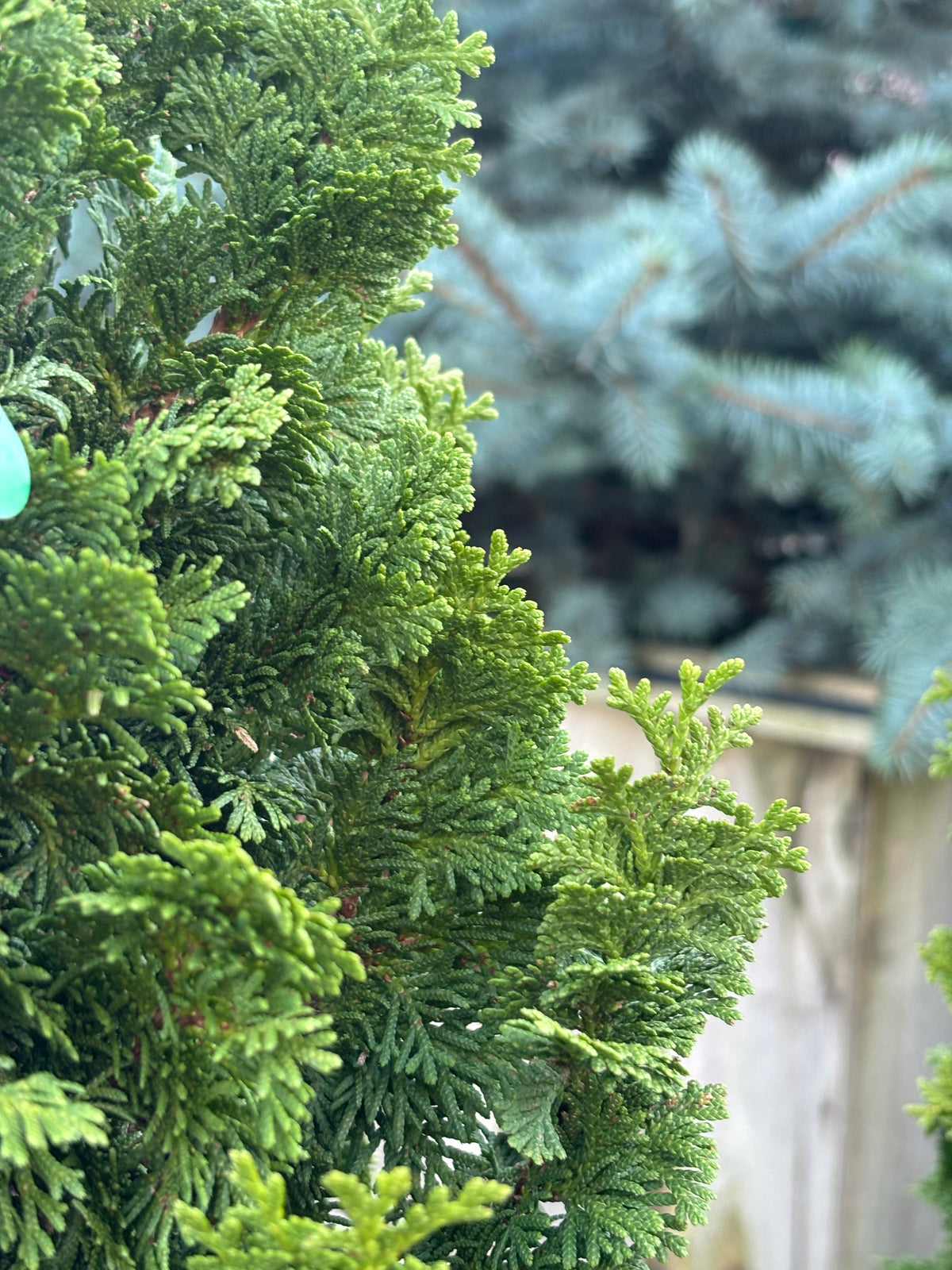 Thuja occidentalis ‘Kelsoki Spire’