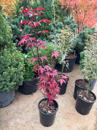 Acer palmatum 'Twombly's Red Sentinel'