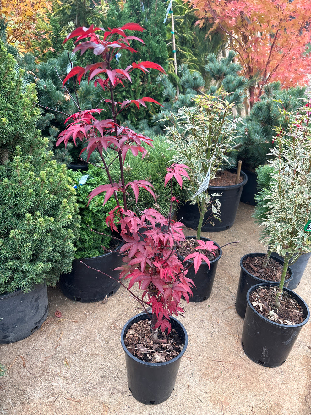 Acer palmatum 'Twombly's Red Sentinel' – Carolina Conifers Nursery ...
