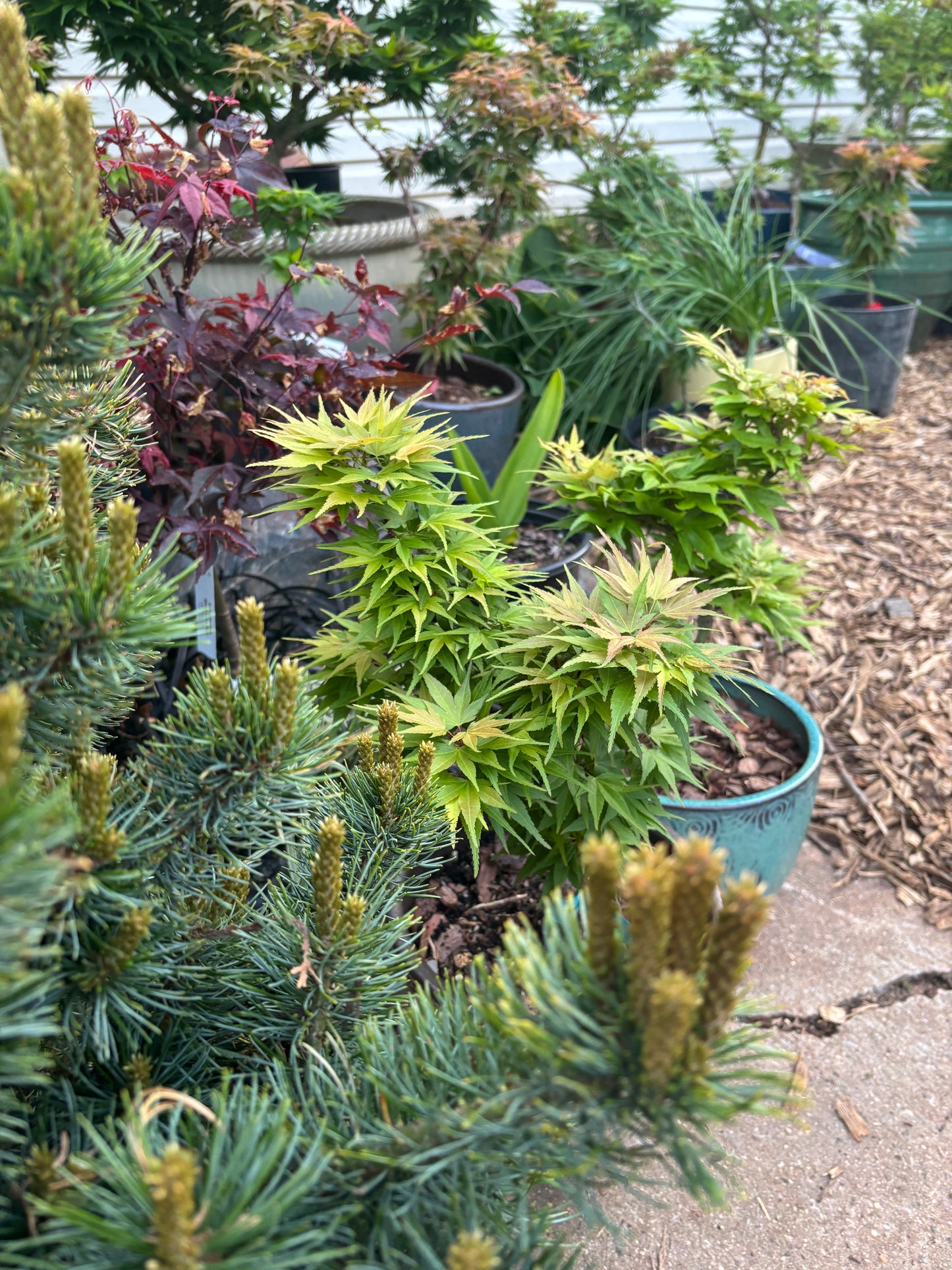 Acer palmatum 'Mystic Mikawa'