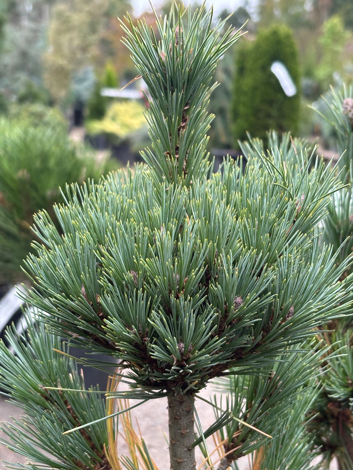 Pinus strobiformis ‘Loma Linda’