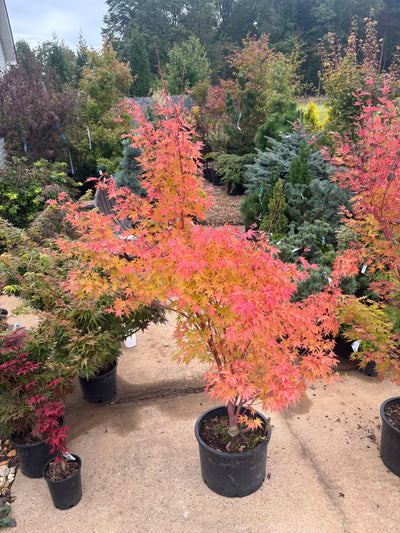 Acer palmatum 'Sango kaku'