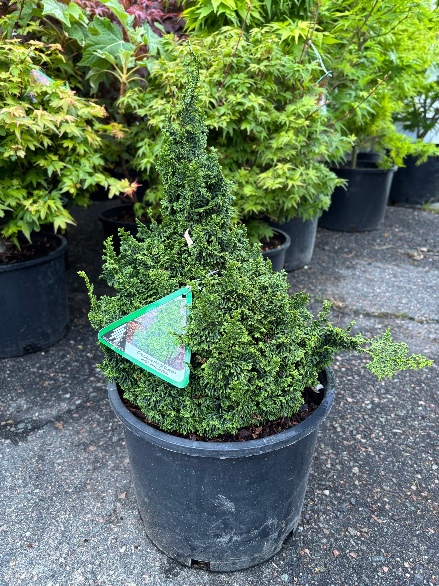 Chamaecyparis obtusa ‘Gemstone’