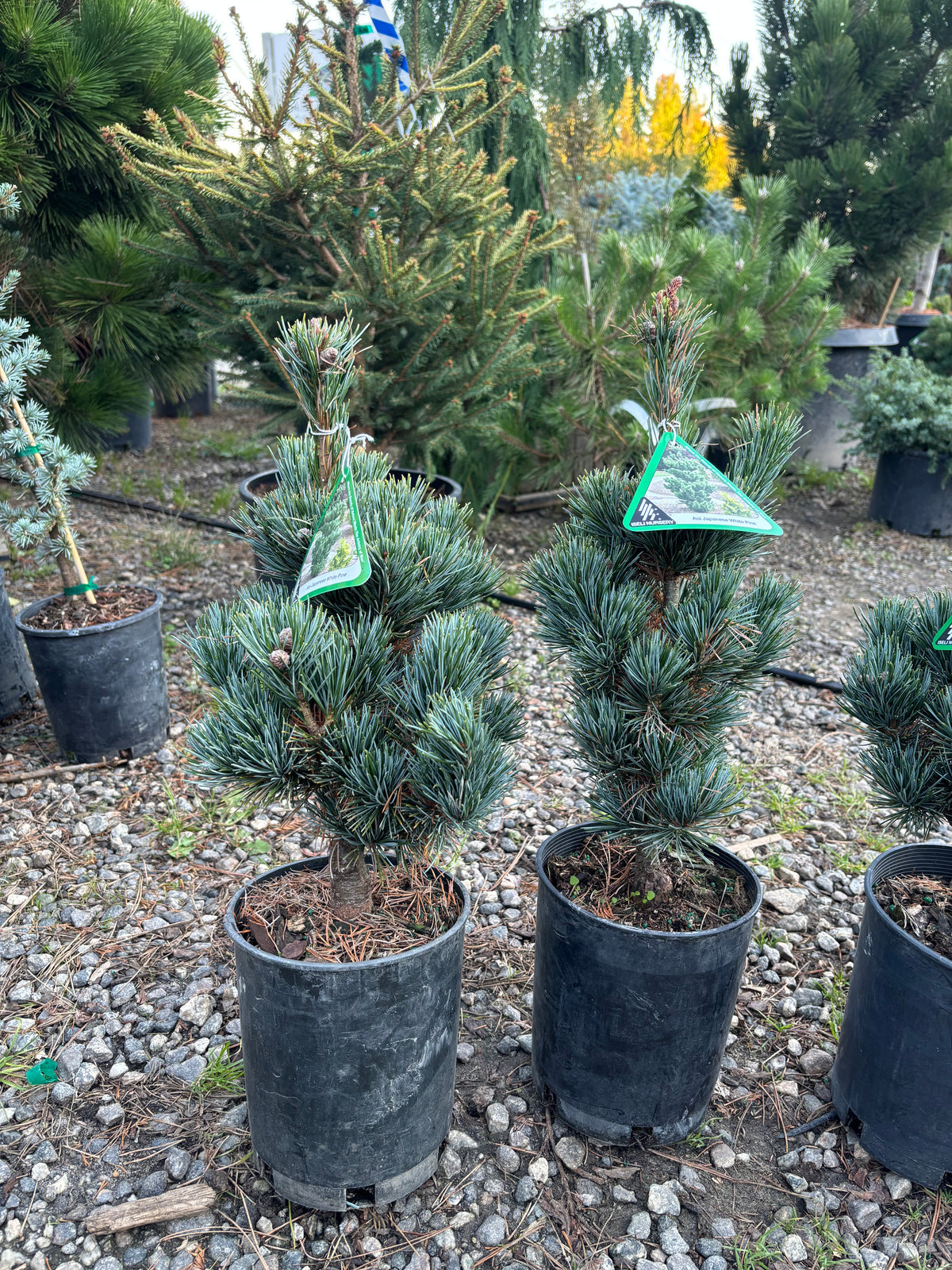 Pinus parviflora ‘Aoi’