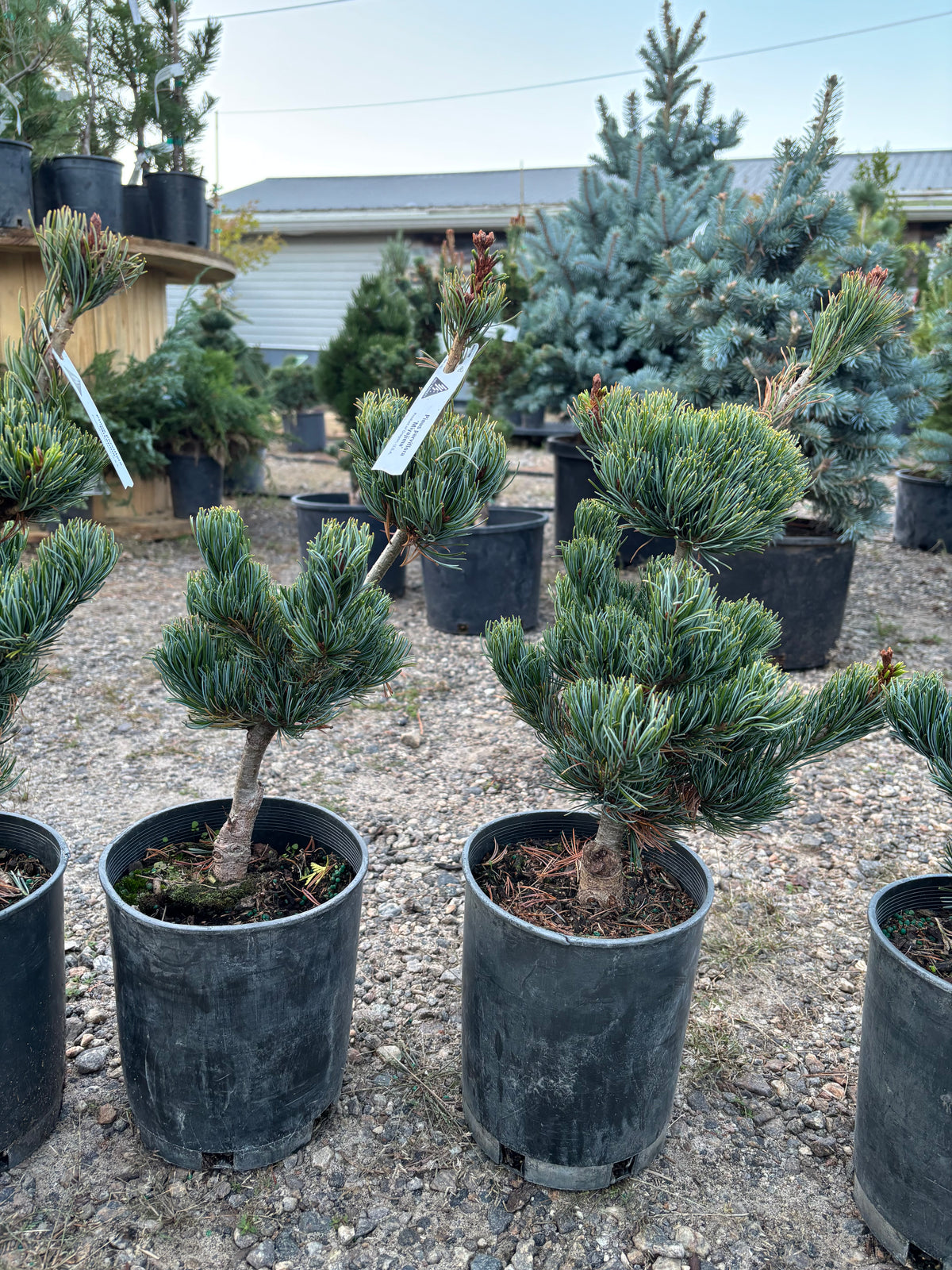 Pinus parviflora ‘Miyajima’