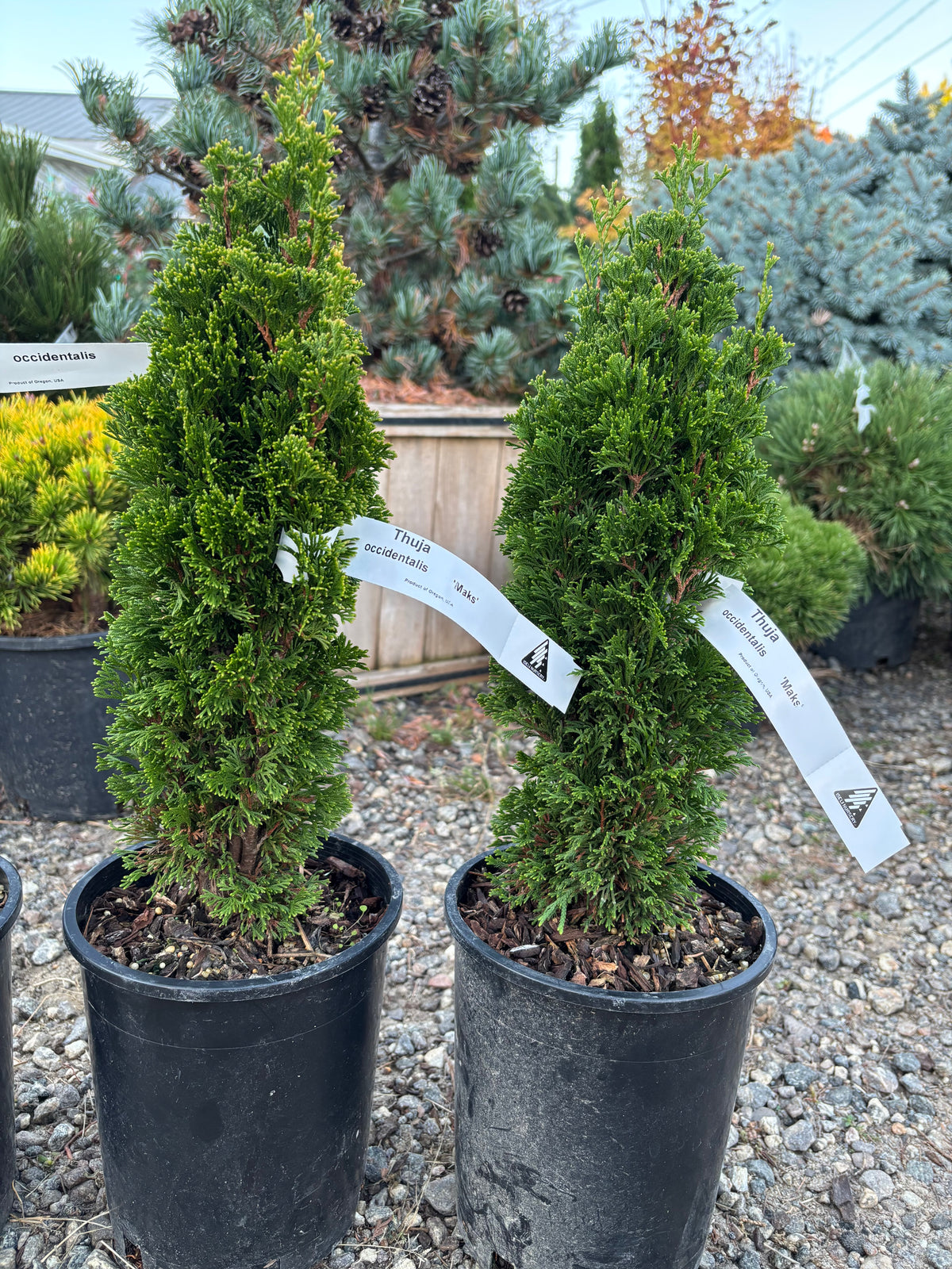 Thuja occidentalis ‘Maks’