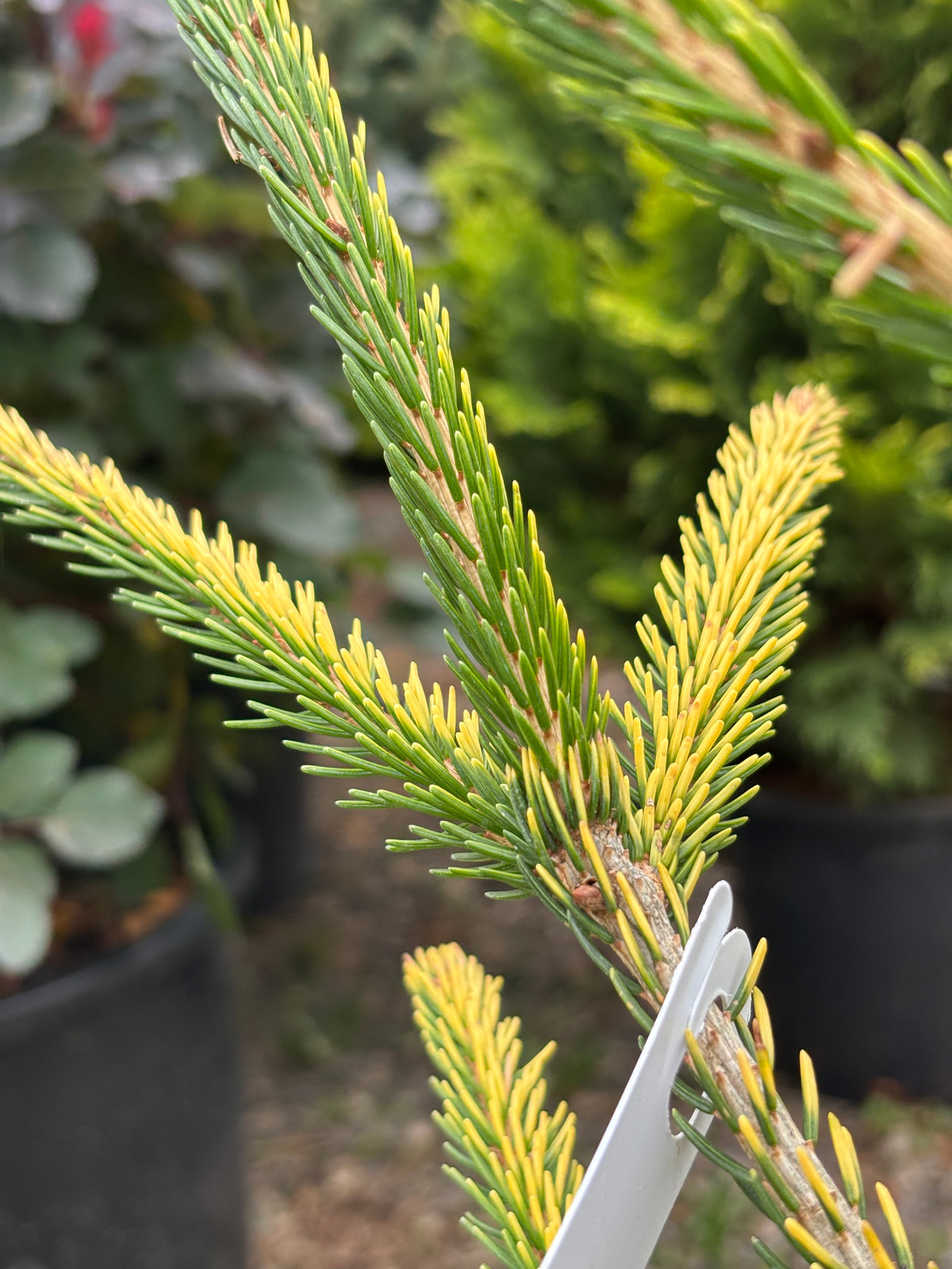 Picea orientalis ‘Firefly’