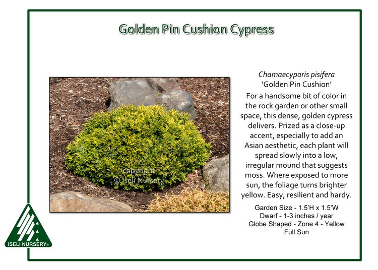 Chamaecyparis pisifera ‘Golden Pin Cushion’