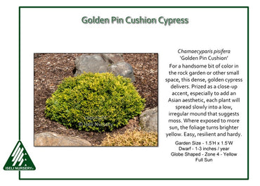 Chamaecyparis pisifera ‘Golden Pin Cushion’