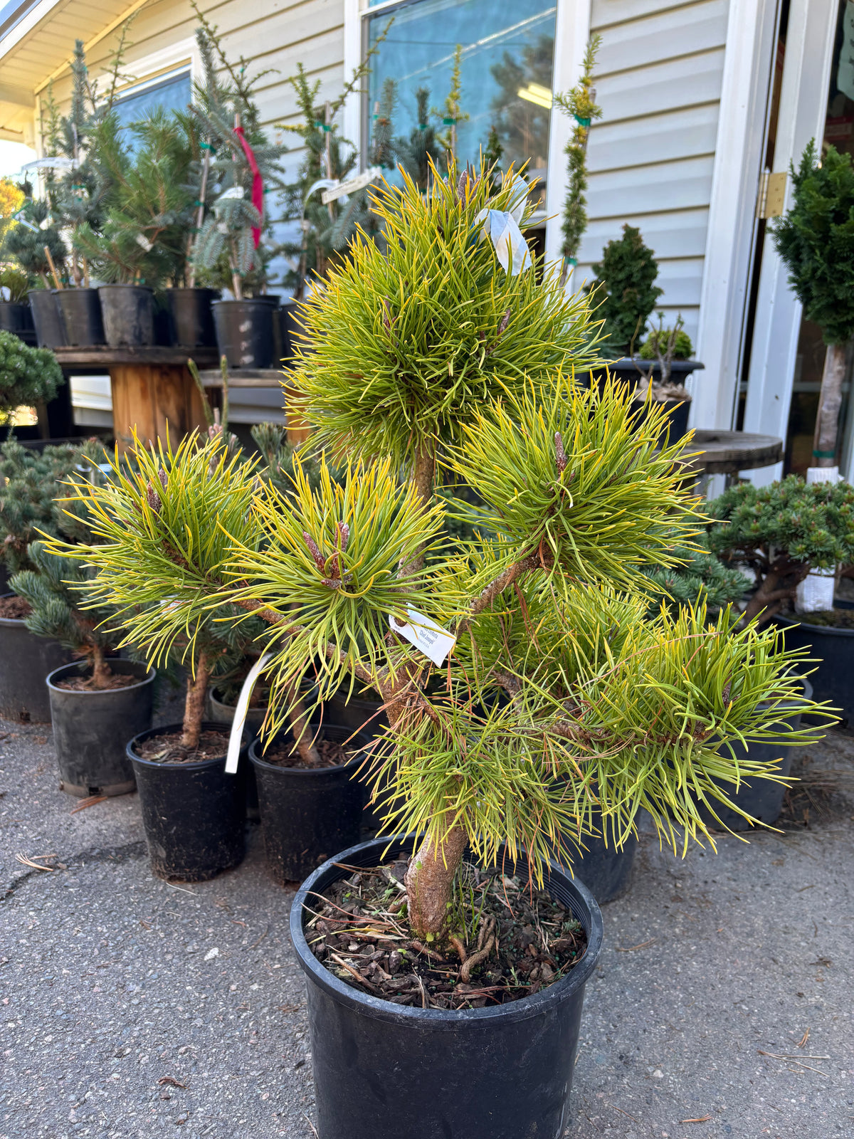 Pinus contorta var. latifolia 'Chief Joseph'