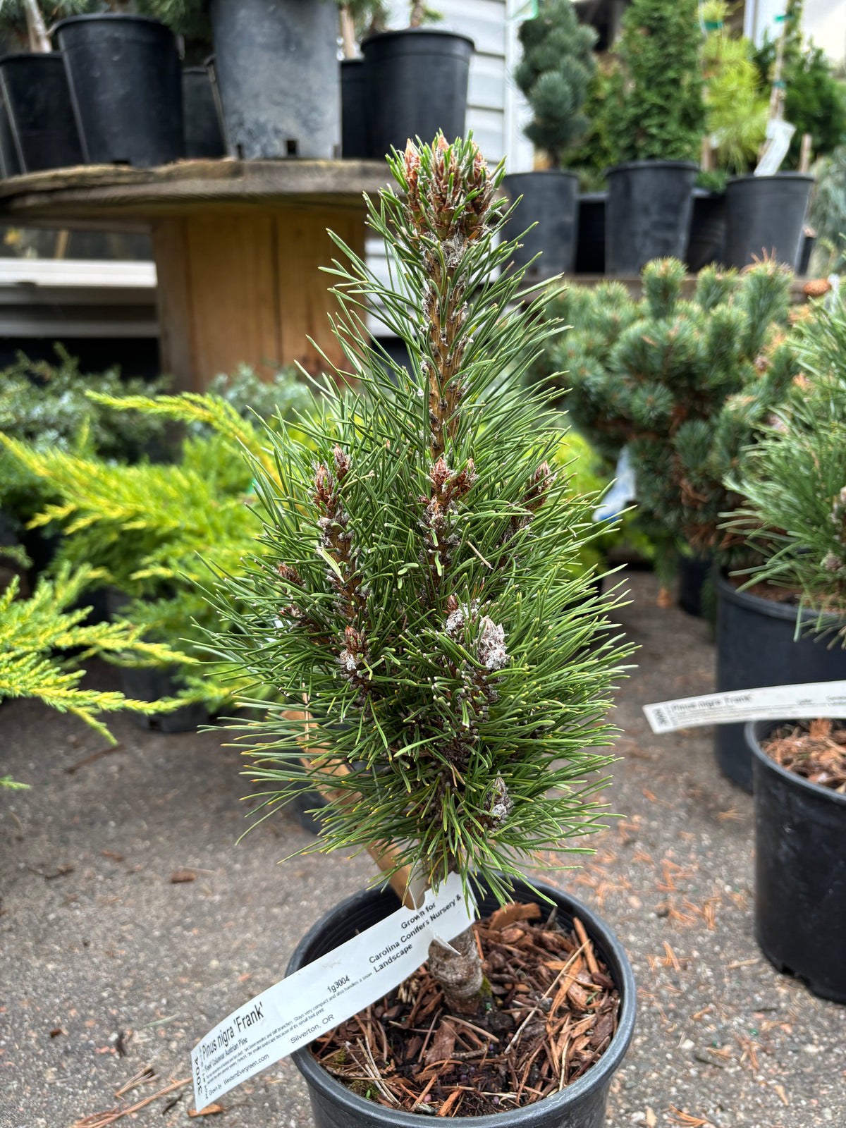 Pinus nigra ‘Frank’